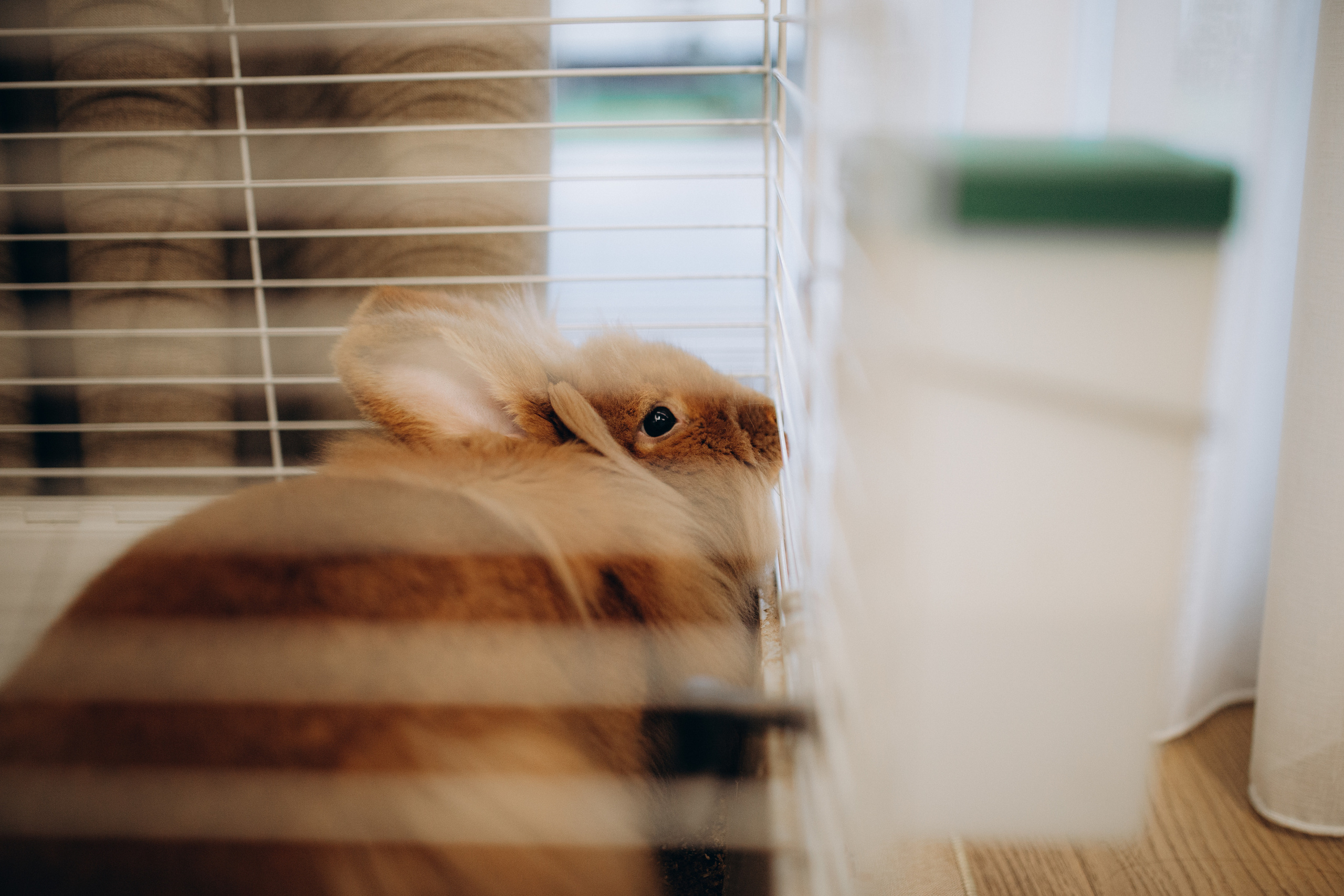 .Ludmila Paladi Family