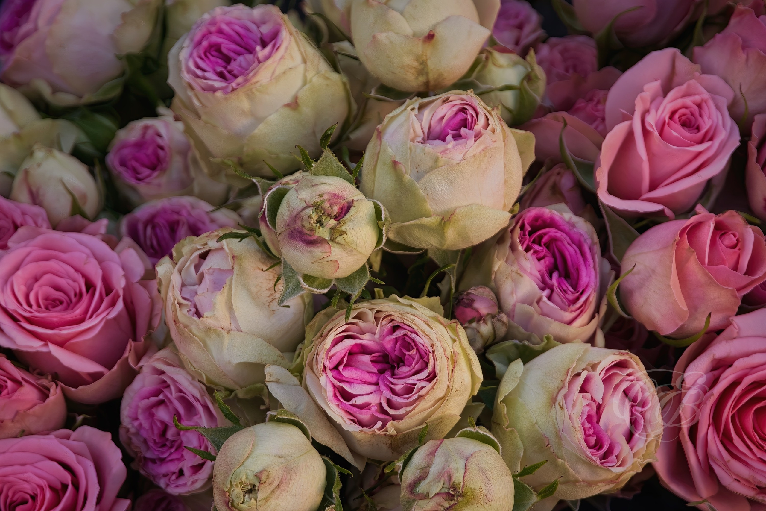 Photography of Italy — Close-up of Bouquet of Roses in Campo de' Fiori, Rome — Eduardo Bartoli Fine Art & Travel Photography