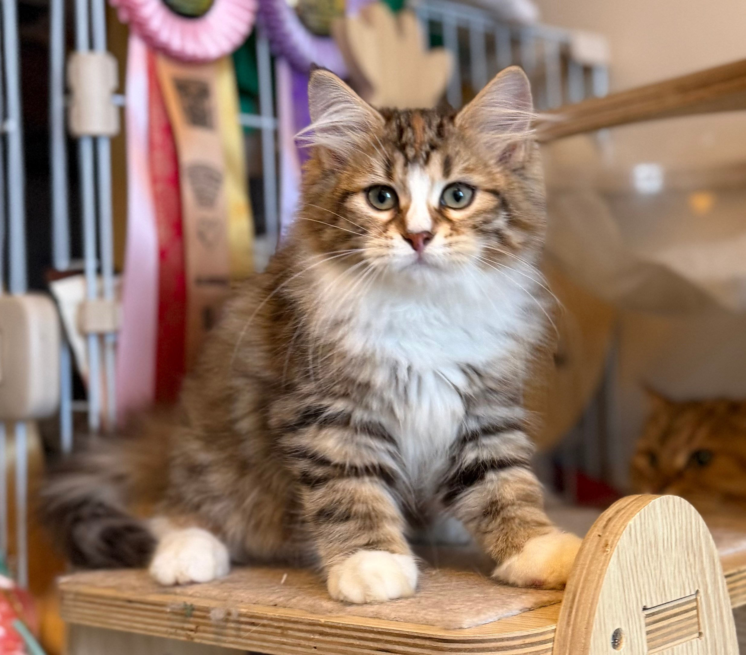 Eliza. LEMON GREEN SIBERIANS 香港西伯利亞貓舍
