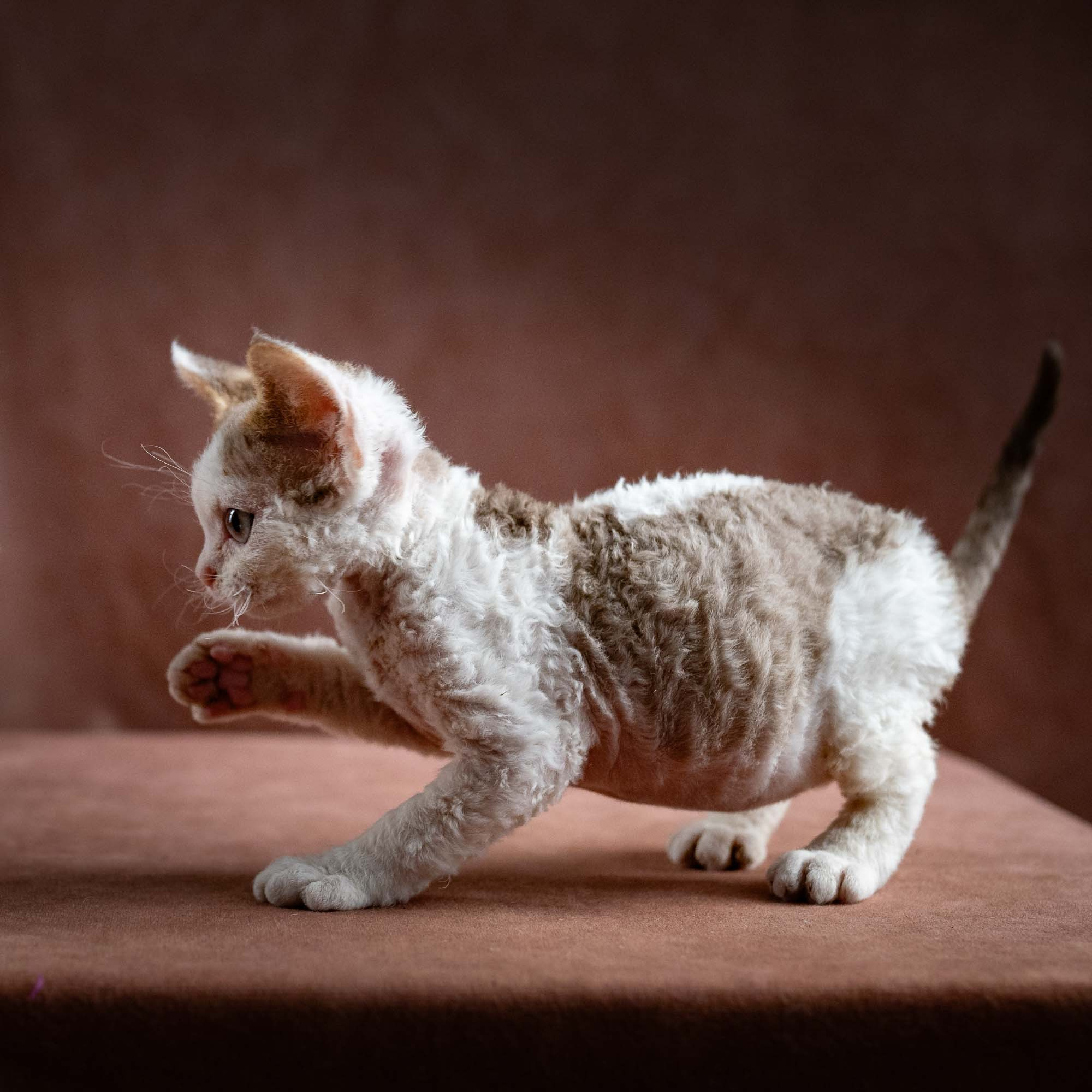 Hector,  boy, born 04.20.25. Devon Rex Pixie Cattery