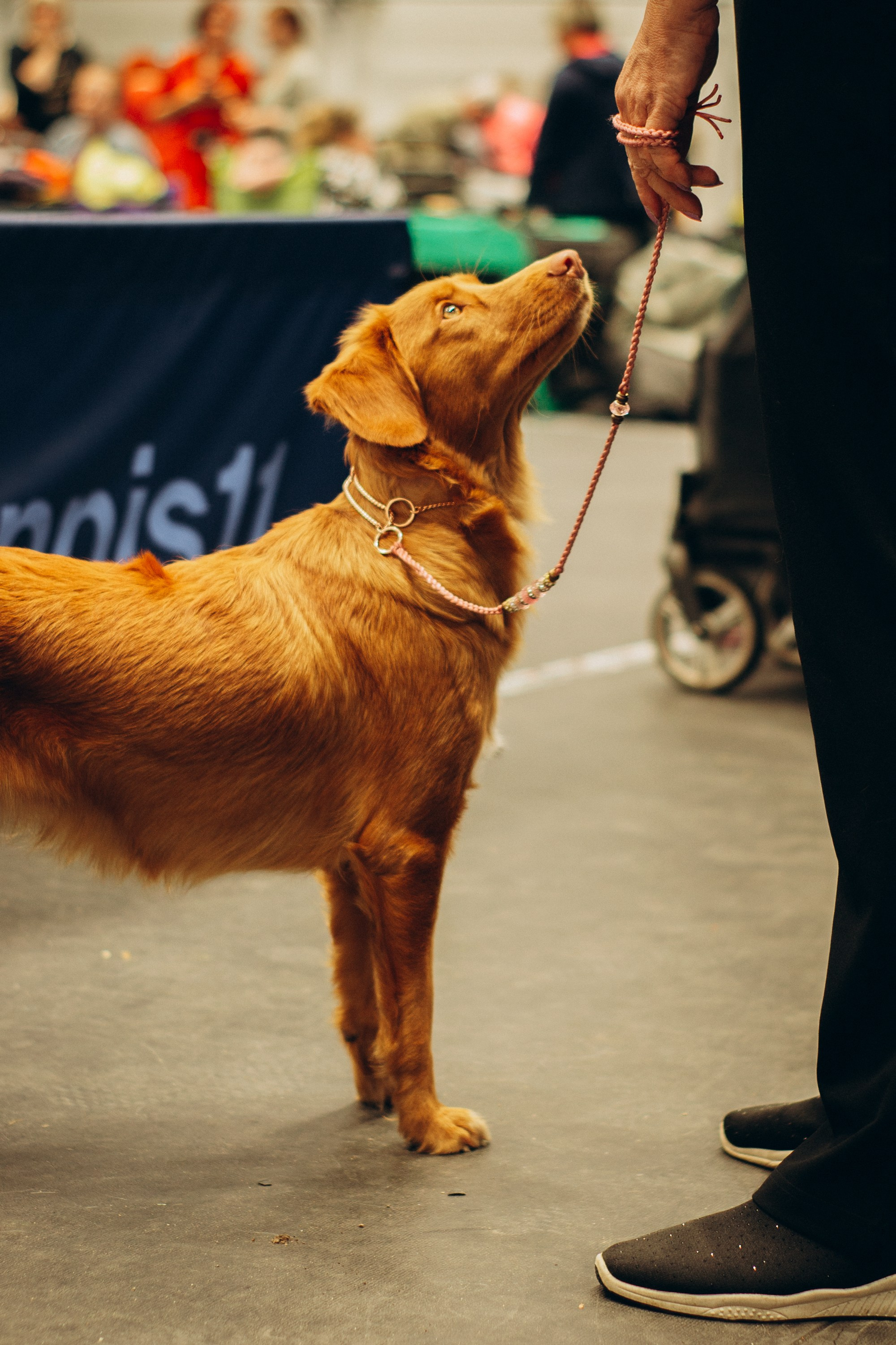 Rakvere Dog Show. Kat Laisaar — Pet photographer in Tallinn