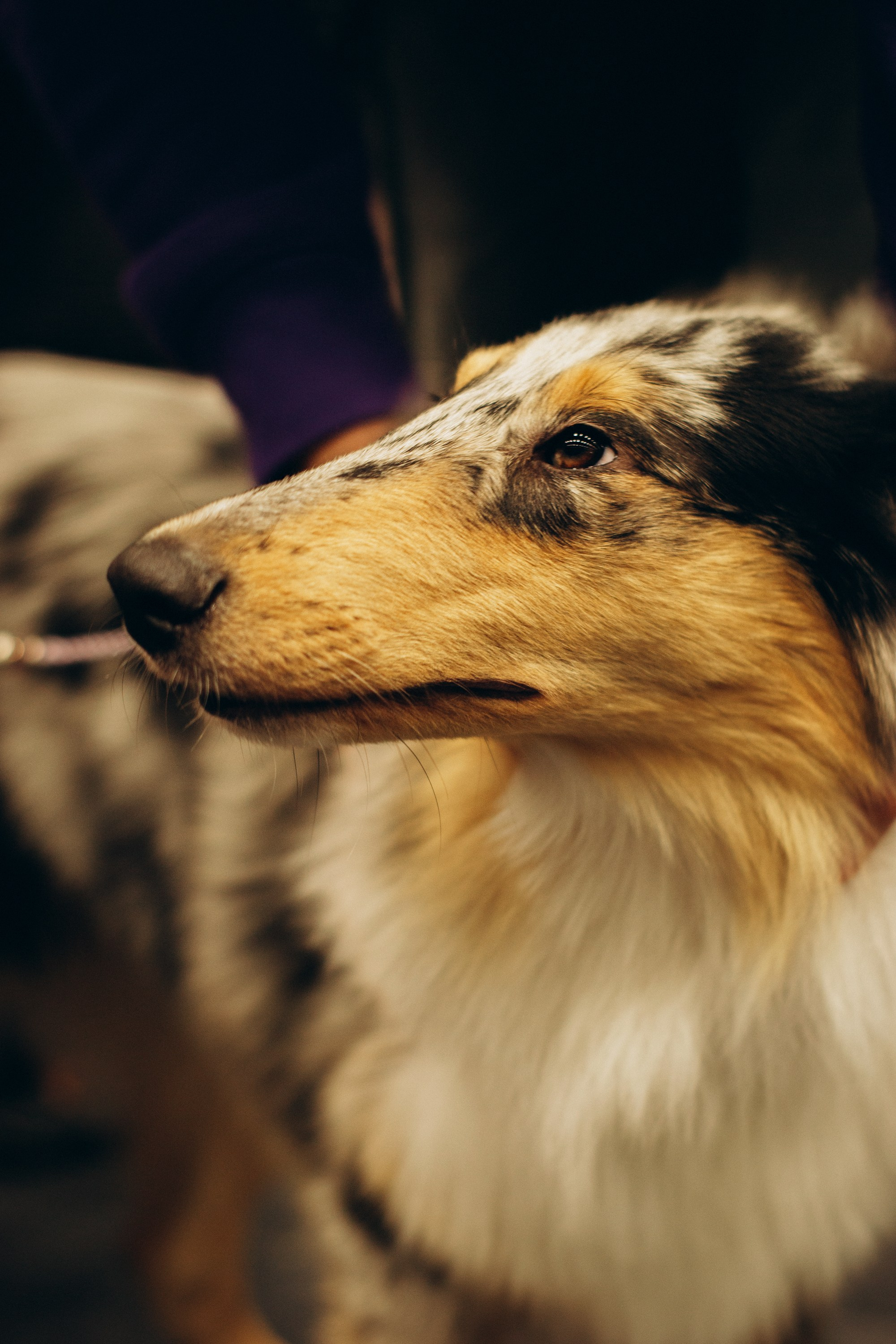 Rakvere Dog Show. Kat Laisaar — Pet photographer in Tallinn