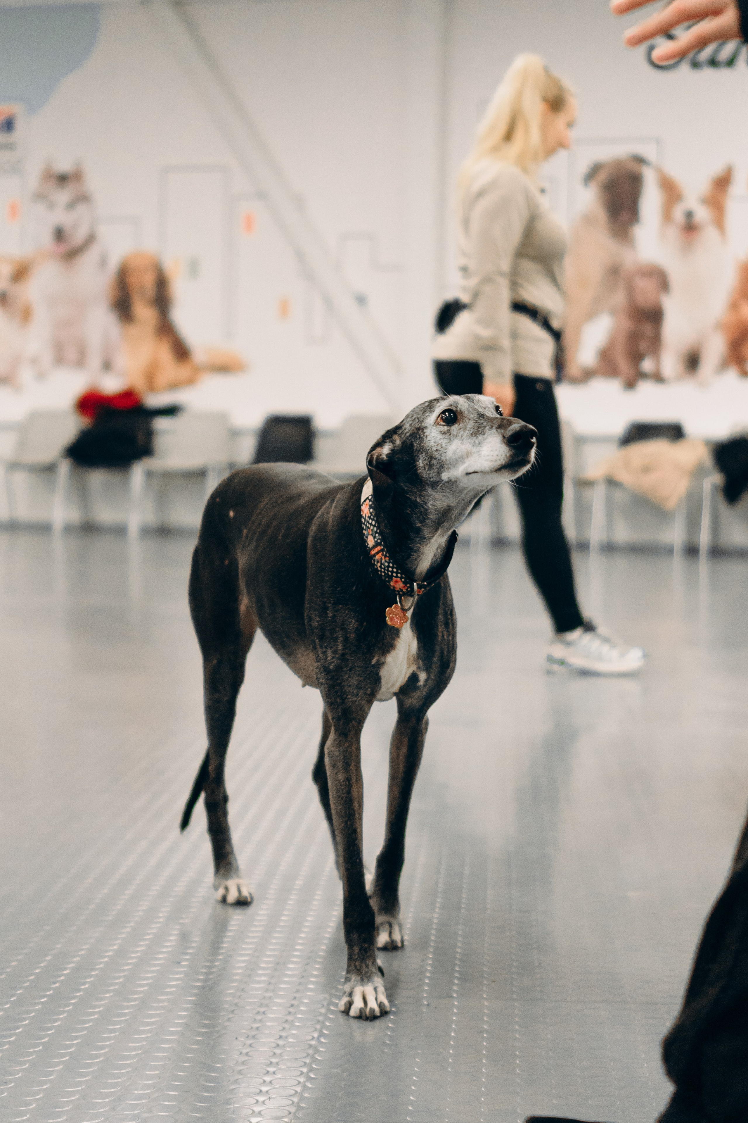 GalgoTreff / PetCity Rannamõisa, 13 apr. 2025. Kat Laisaar — Pet photographer in Tallinn