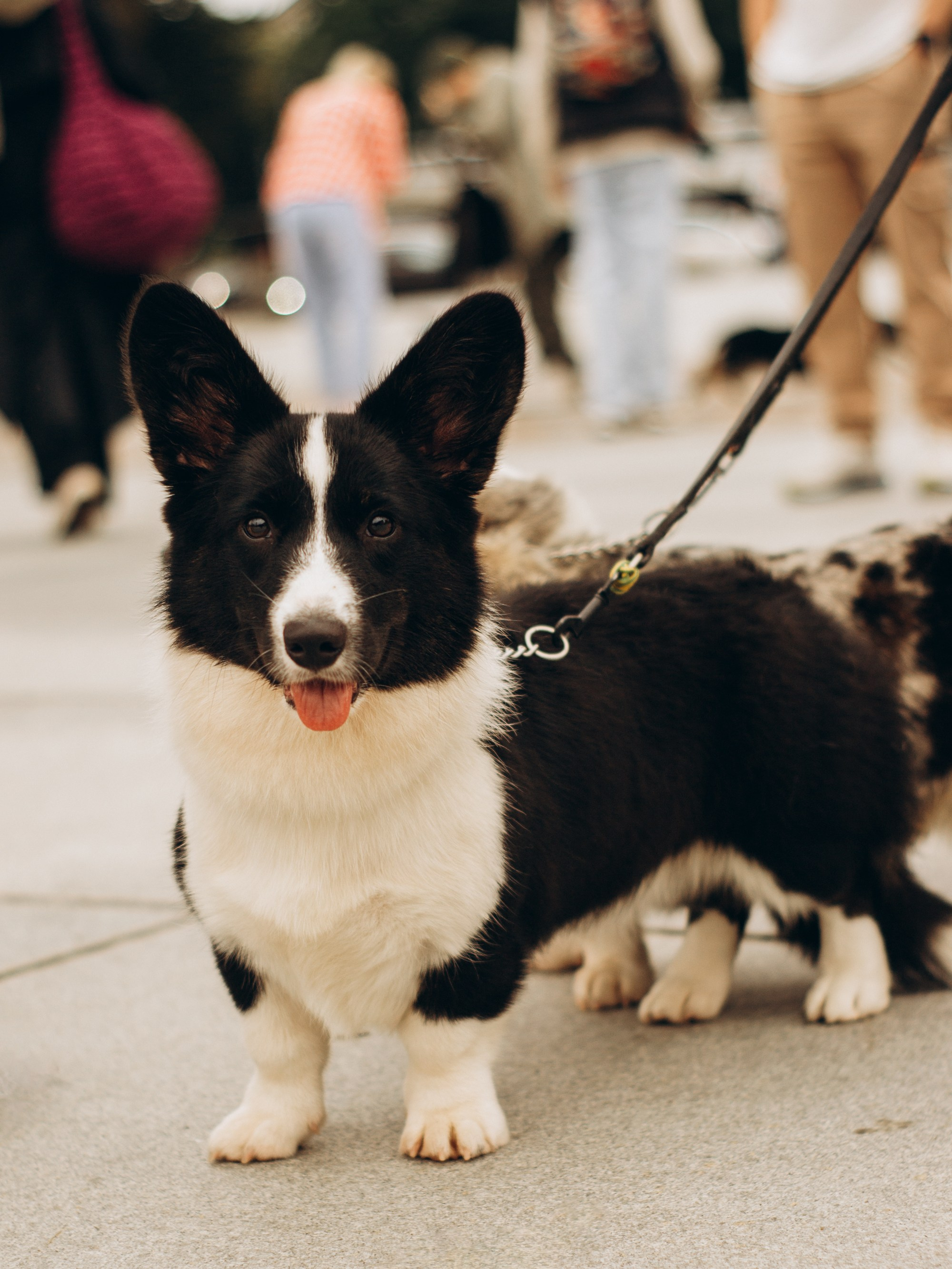 Corgi party, september. Kat Laisaar — Pet photographer in Tallinn
