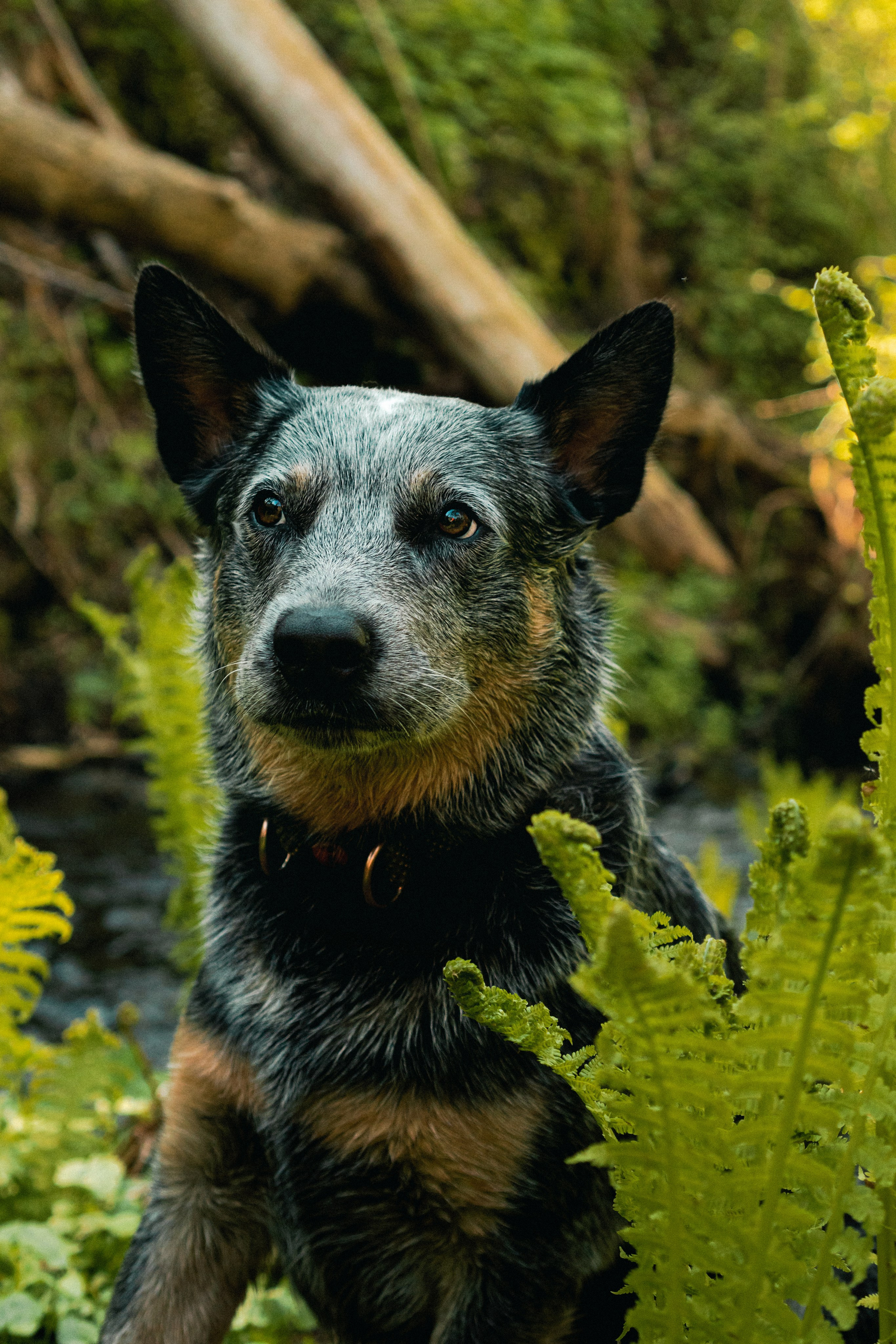 Oskar, Maria & Dmitrii. Kat Laisaar — Pet photographer in Tallinn