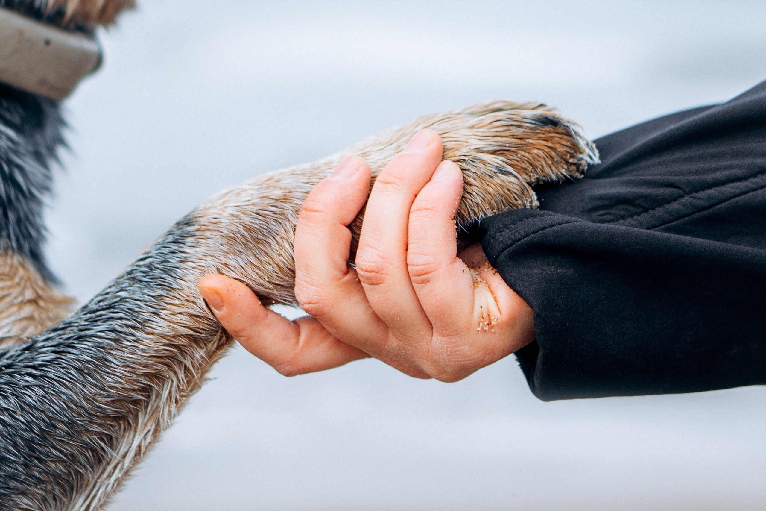 Polina and her Dakota, Australian Cattle Dog. Kat Laisaar — Pet photographer in Tallinn