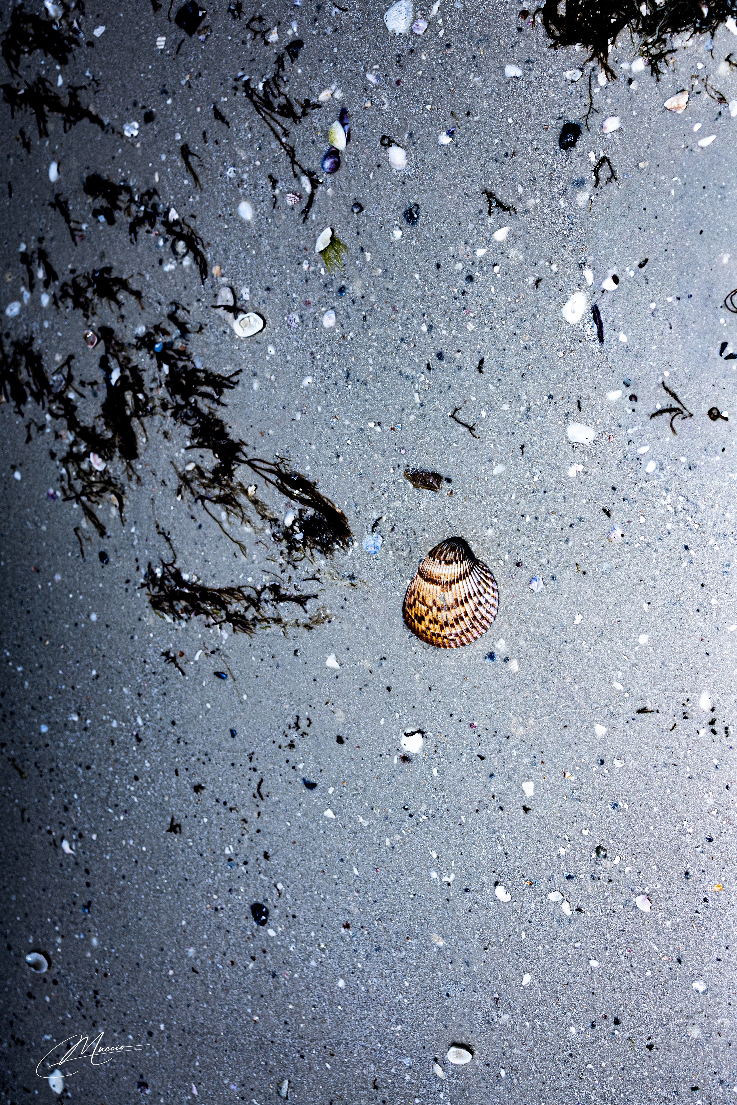 Fort Myers. Out and About 239