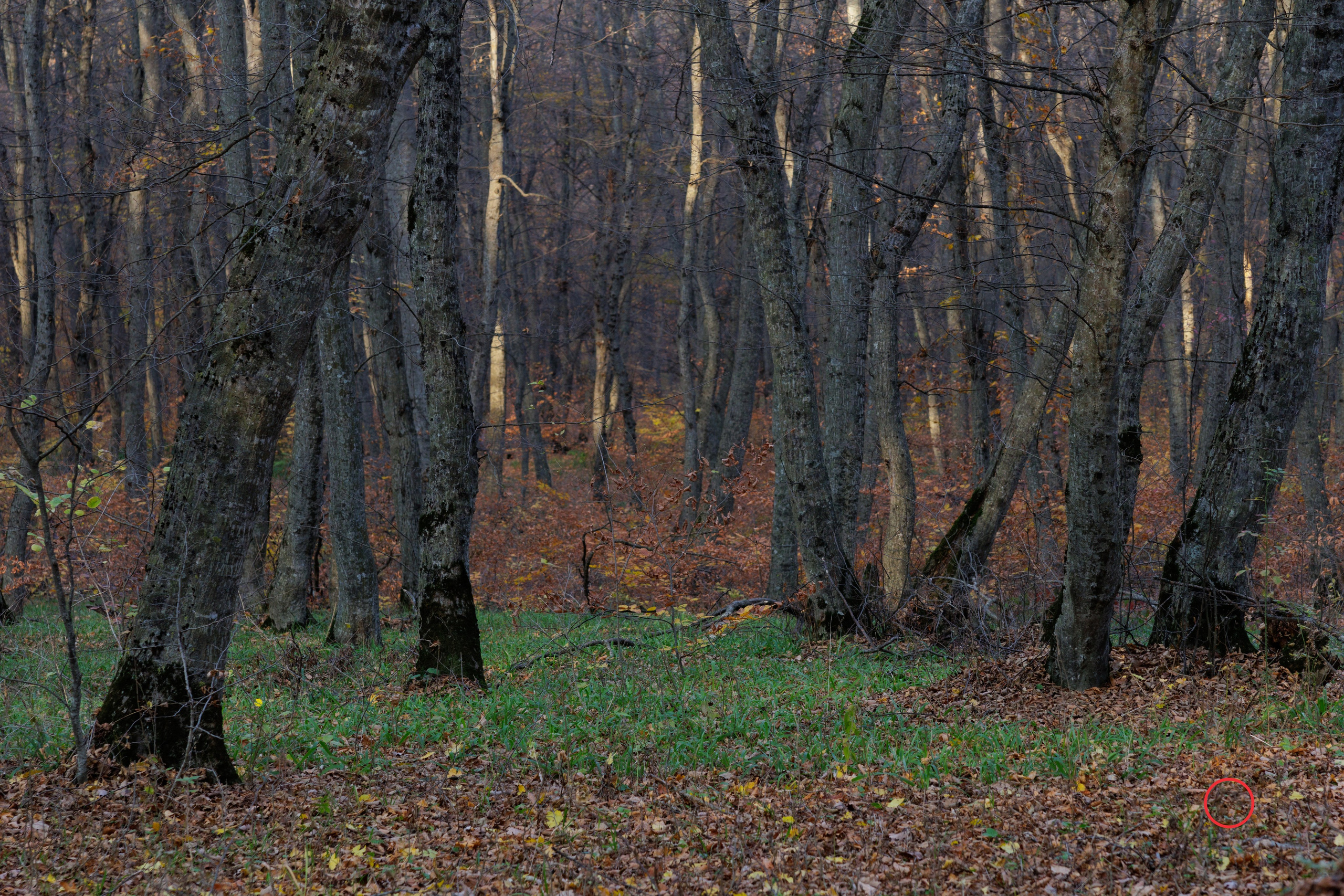 ტყე შემოდგომისა. FramefreeMan