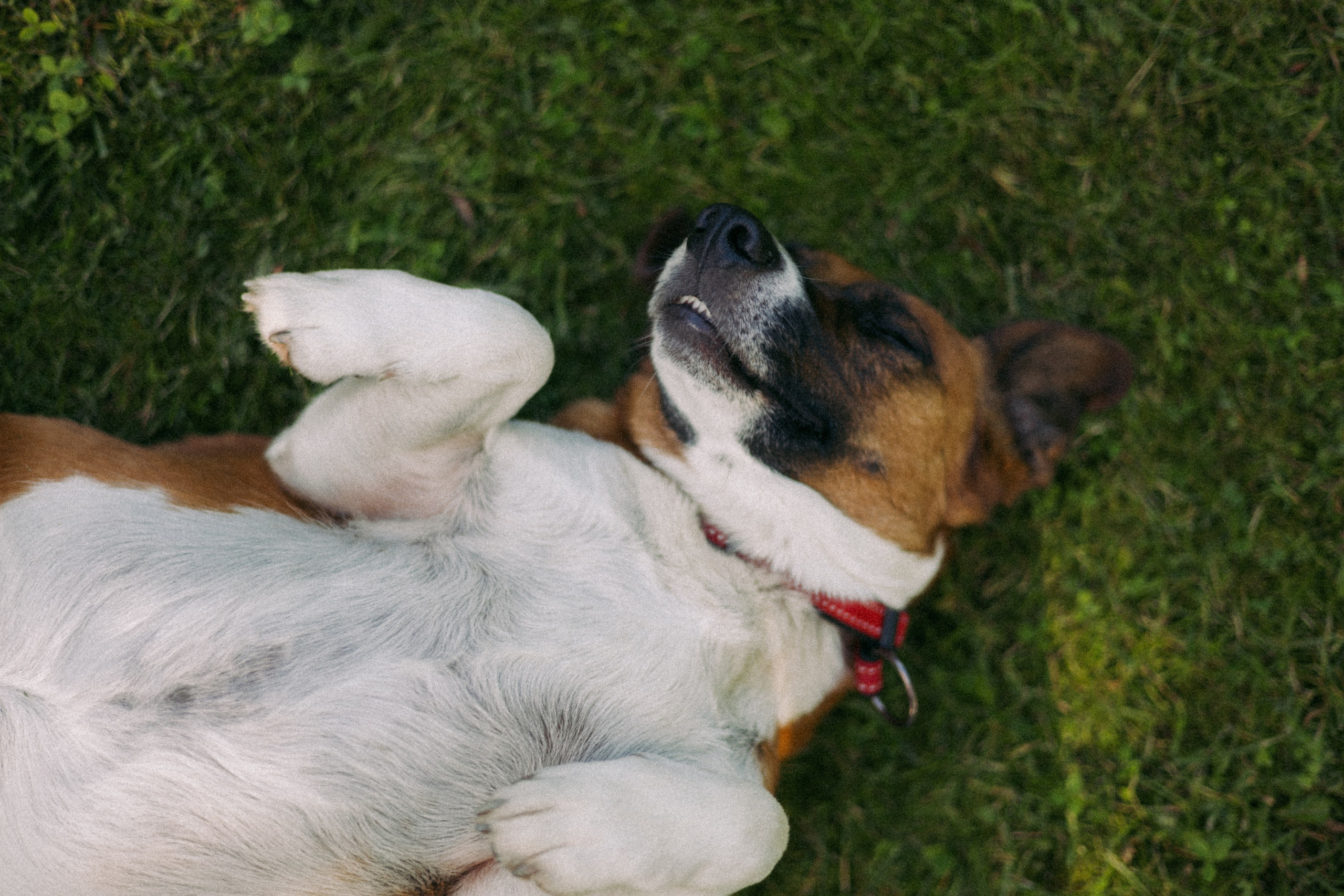 Vasara sode. Портретный фотограф Александра Самозванова