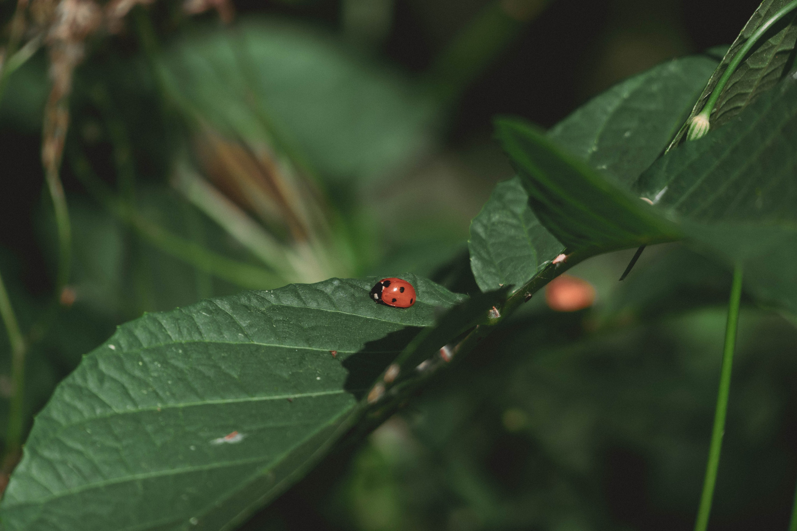 Bocetos. Alba del Norte Studio
