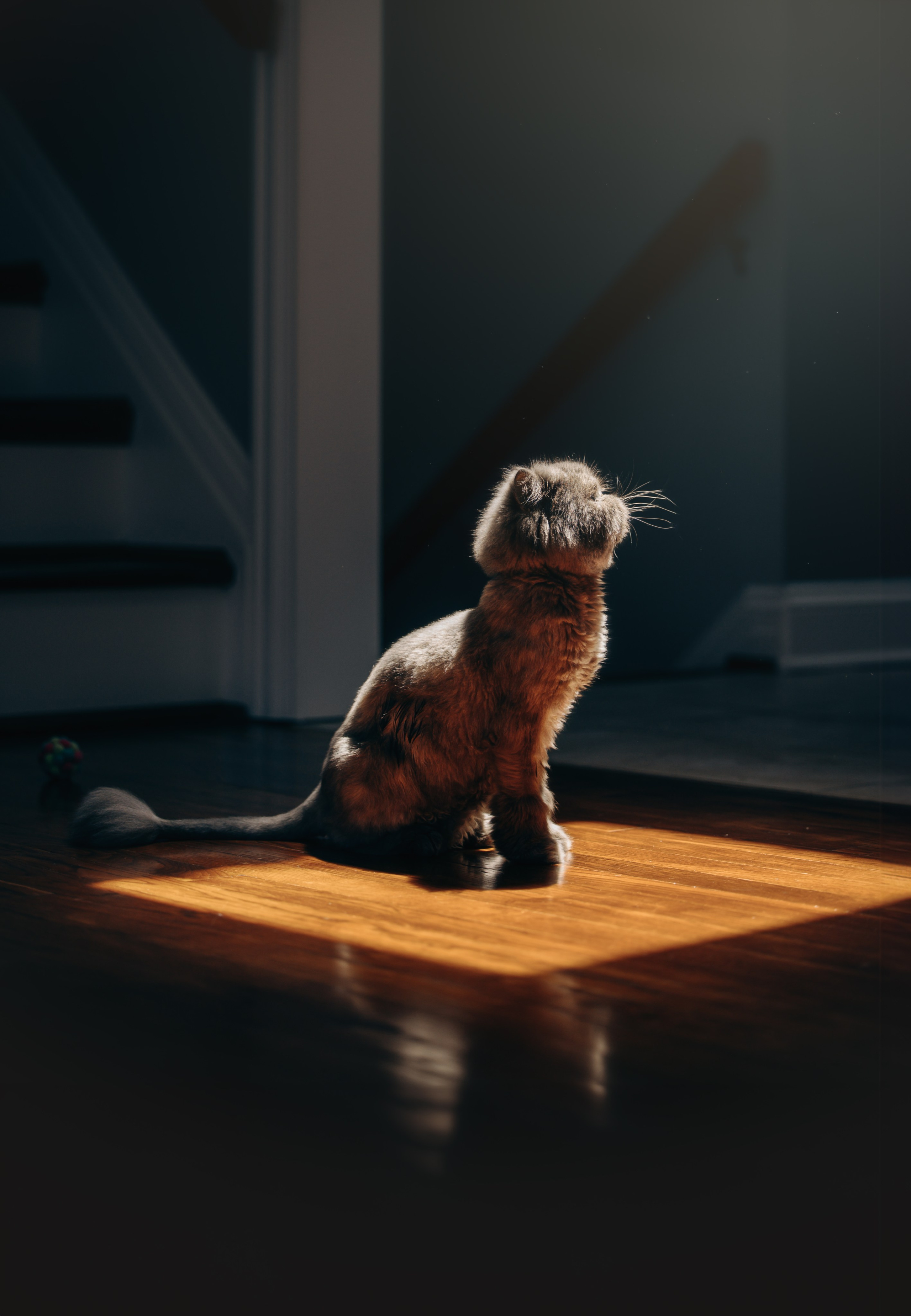 Mila & Natali. Pet Photographer Viktoriya Aleshenko