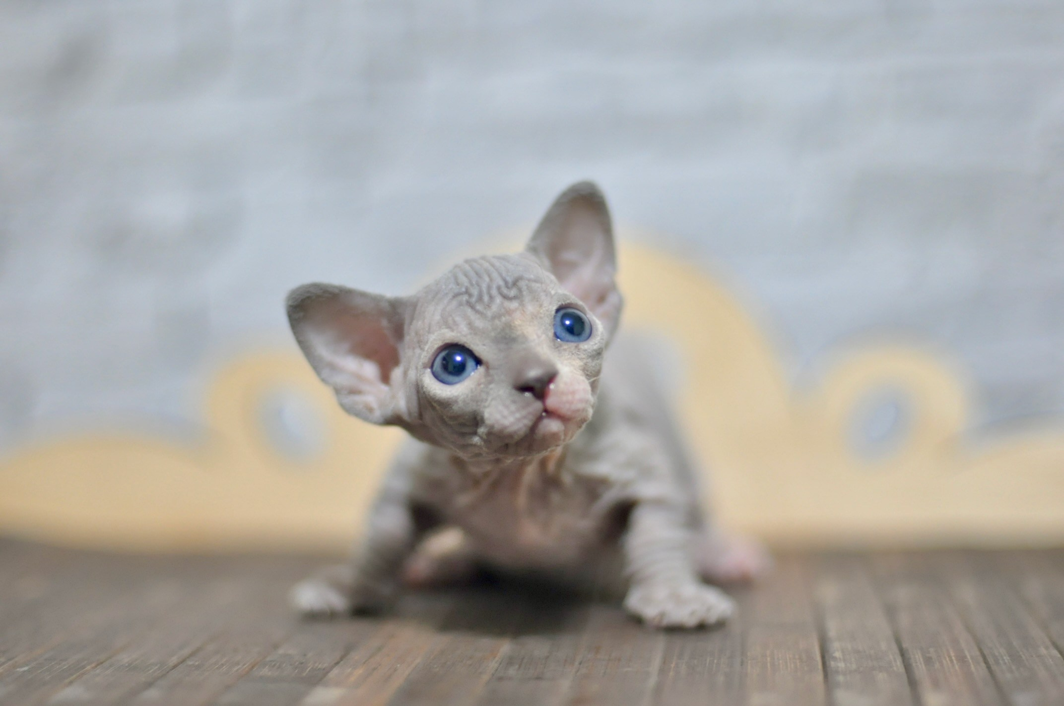 A cattery of Canadian Sphynx breed, located in Limassol, Cyprus