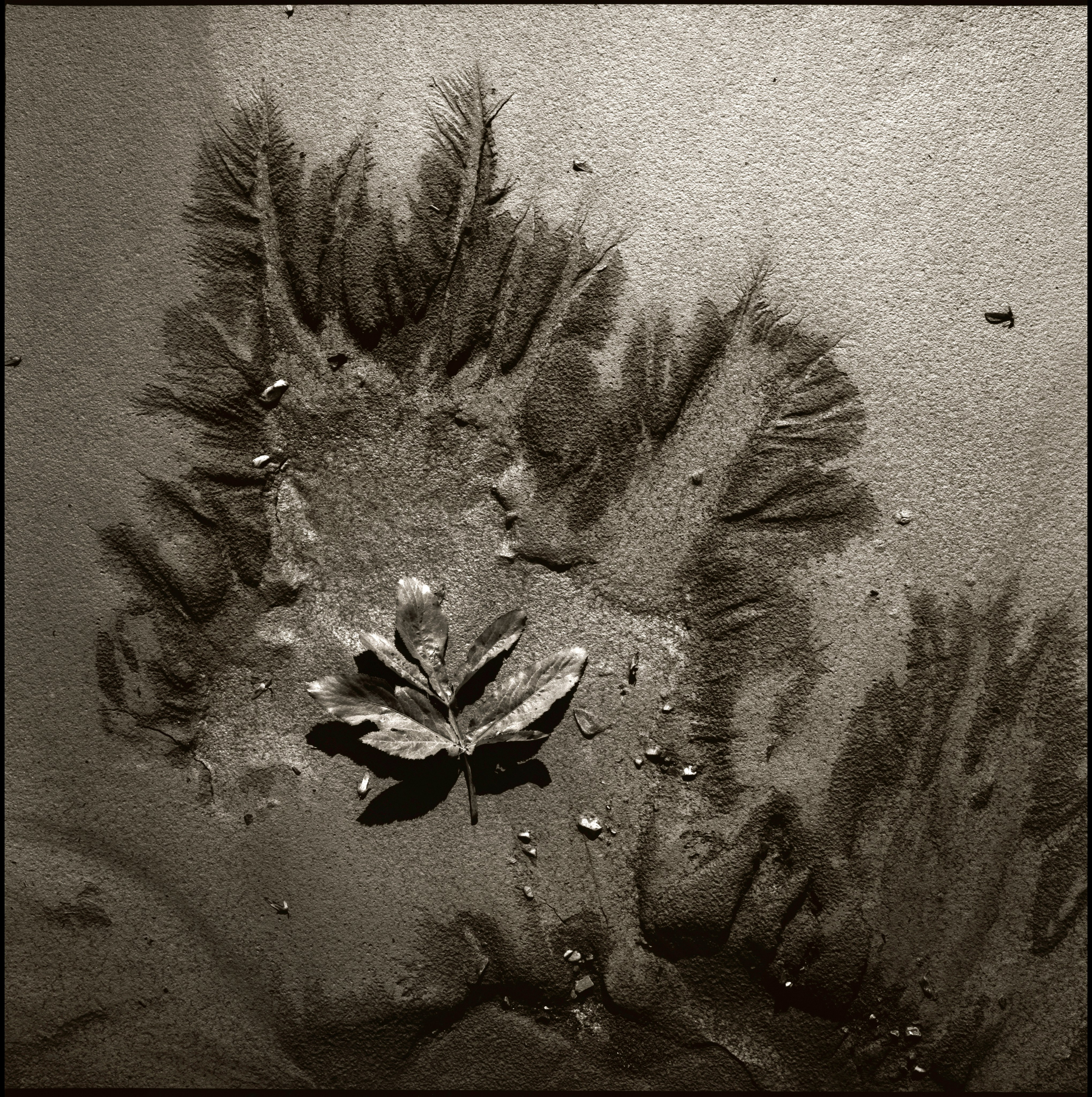 NATURE. Www.sananaleskerov.com