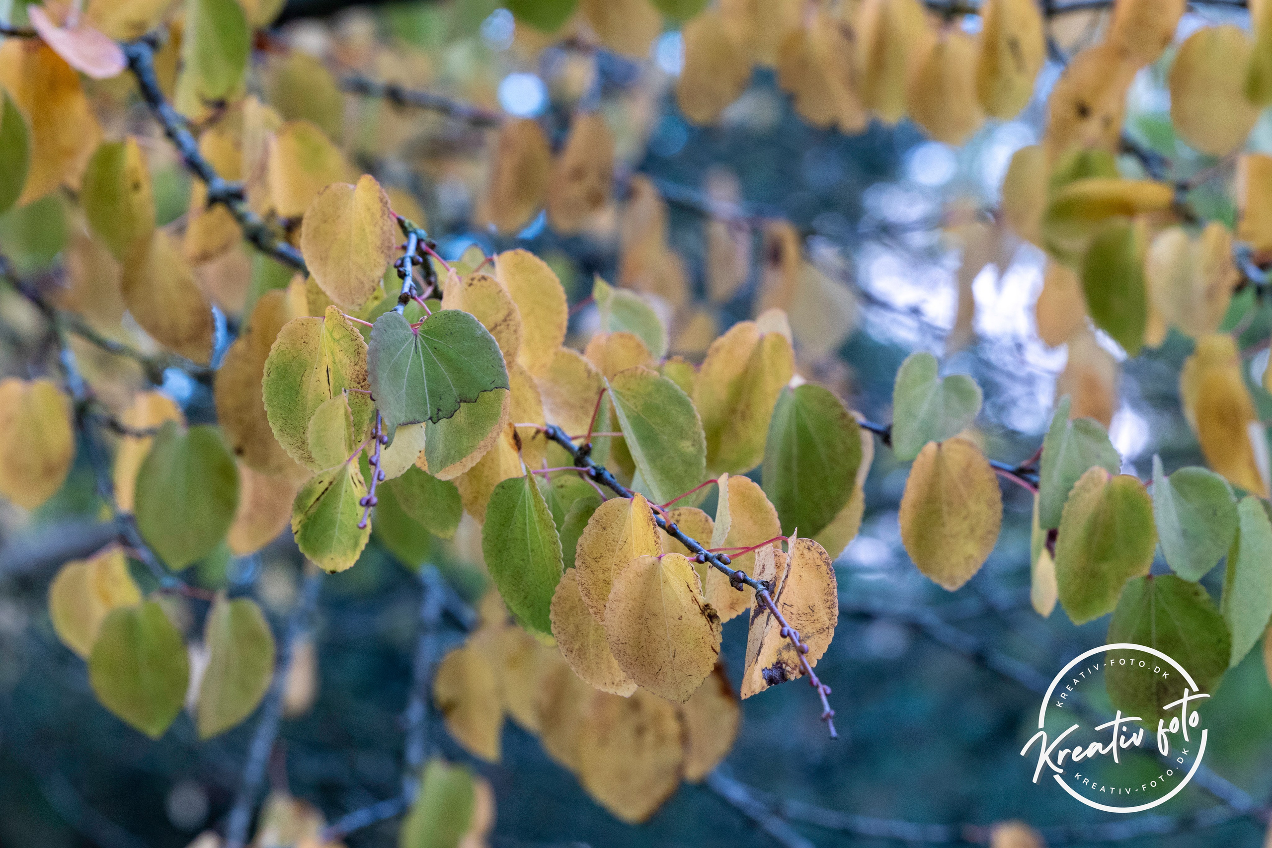 Efterår. Fotograf Aarhus | Portrætfoto Århus | Flotte billeder