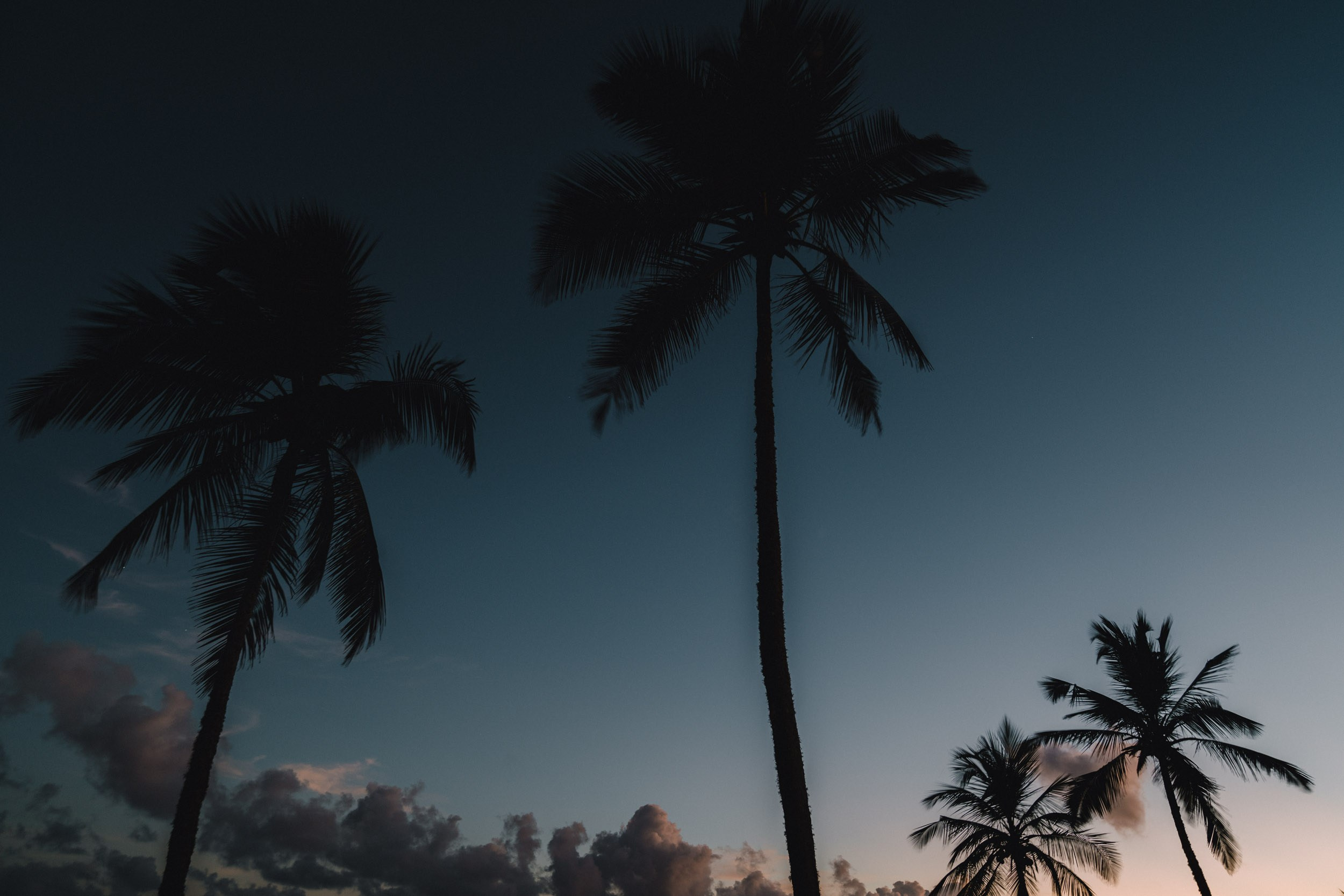 Palm trees with a blue sky
