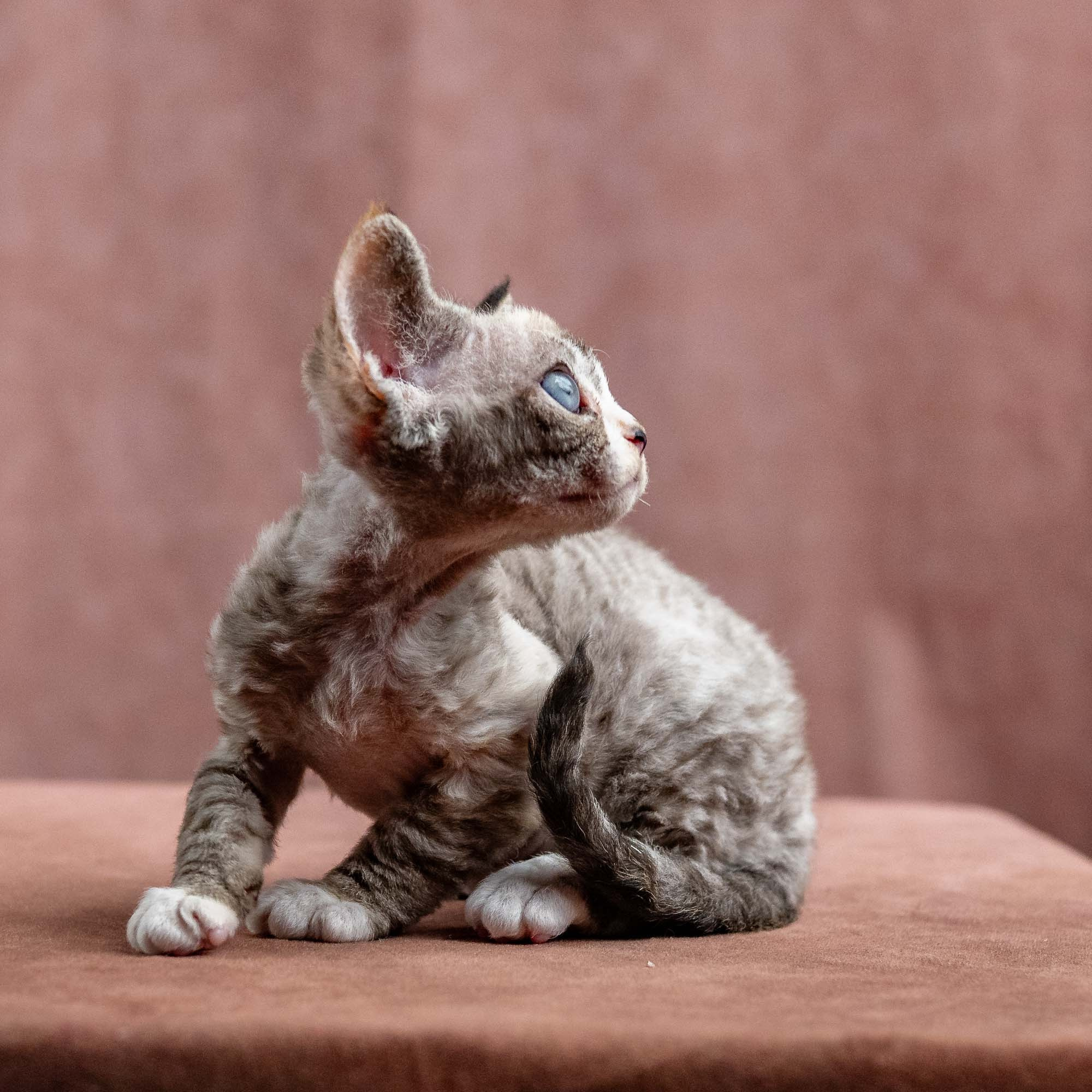 Kasia,  girl, born 07.02.2025. Devon Rex Pixie Cattery