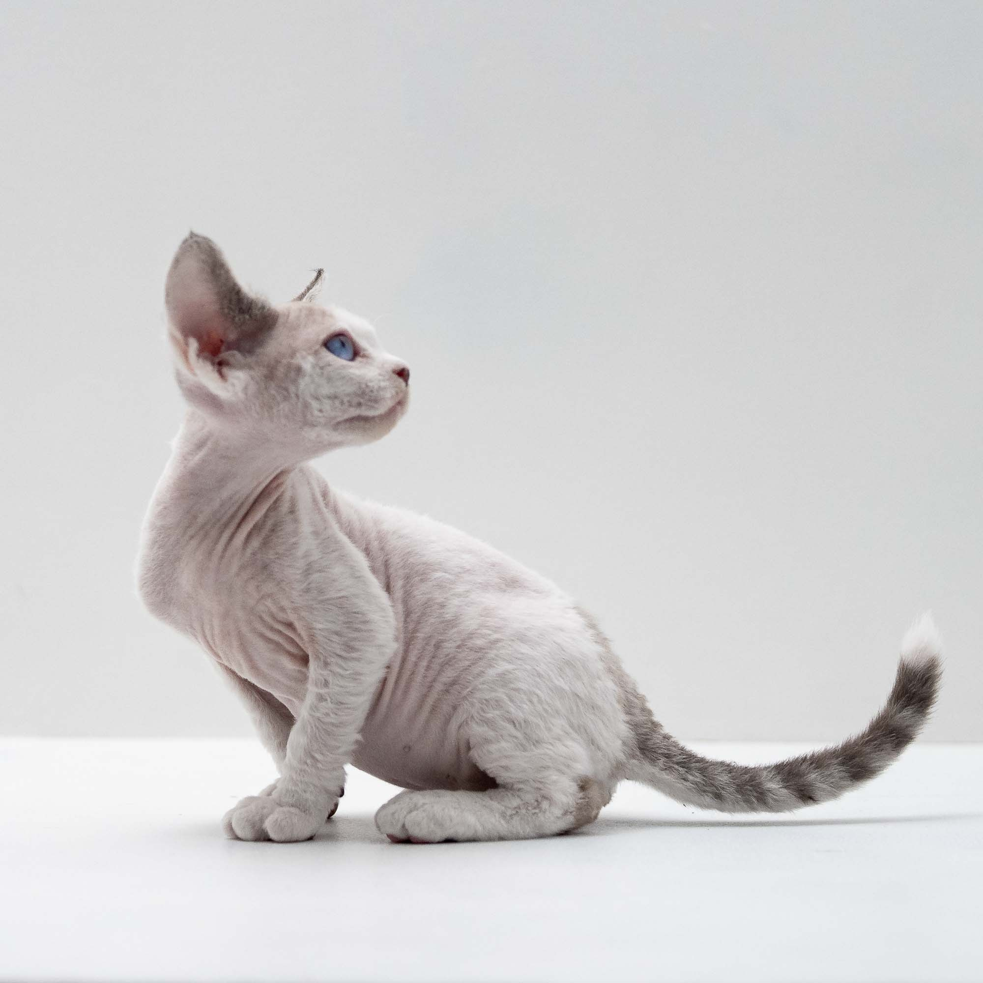 Frosttip, boy, born on 01.01.25. Devon Rex Pixie Cattery