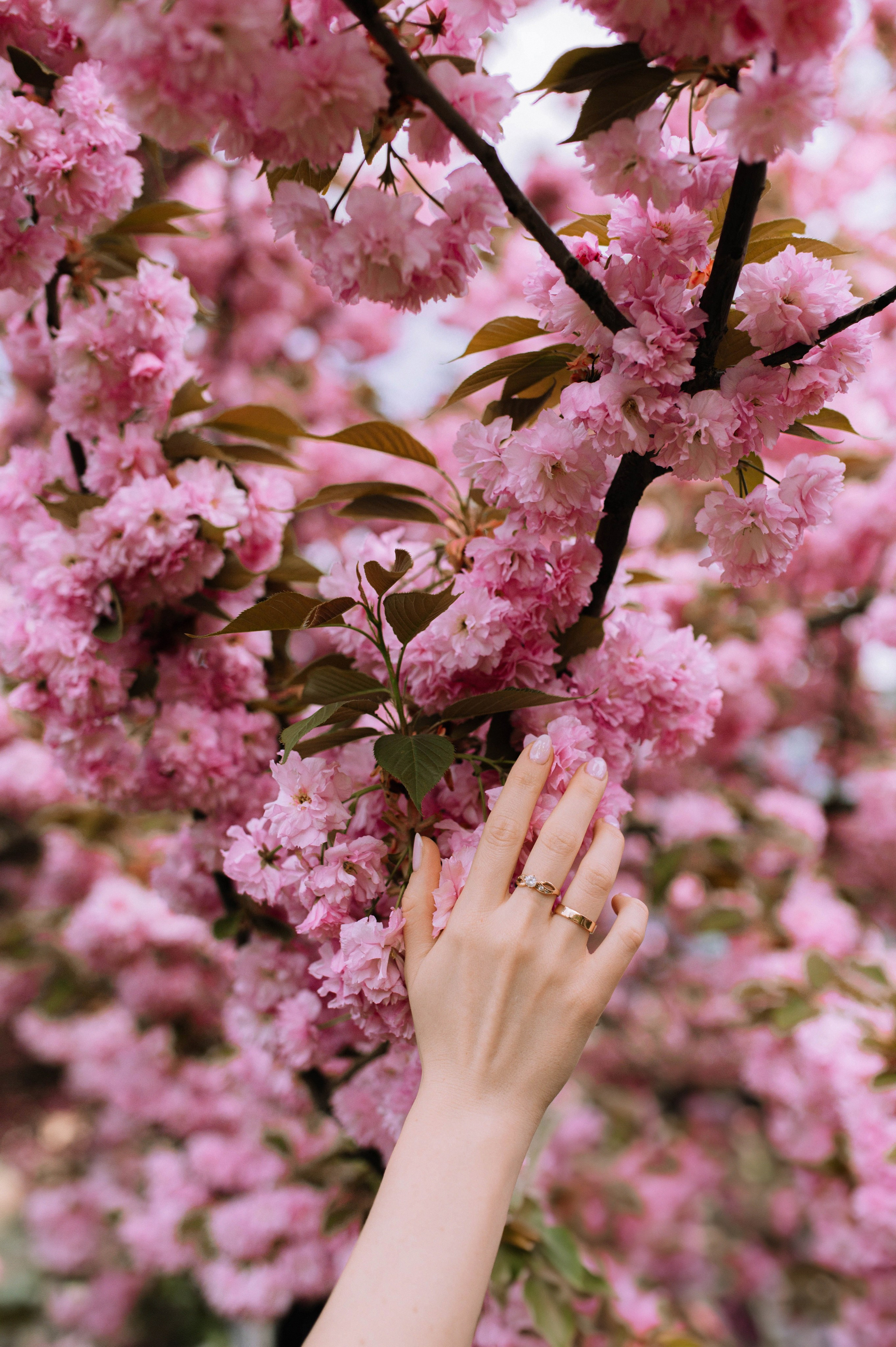 Alfredo i Alina. Home page