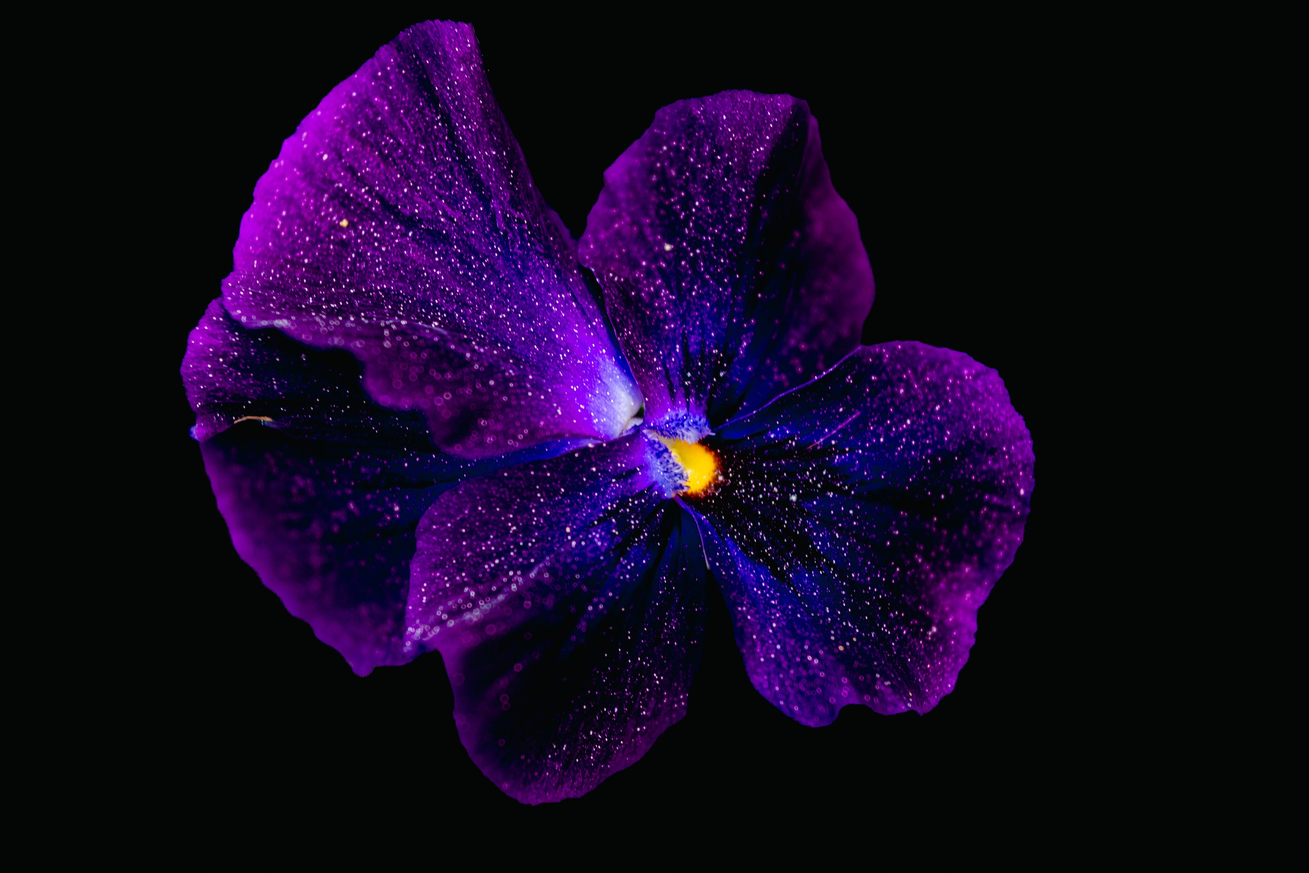 Flower photographs. Look Around You