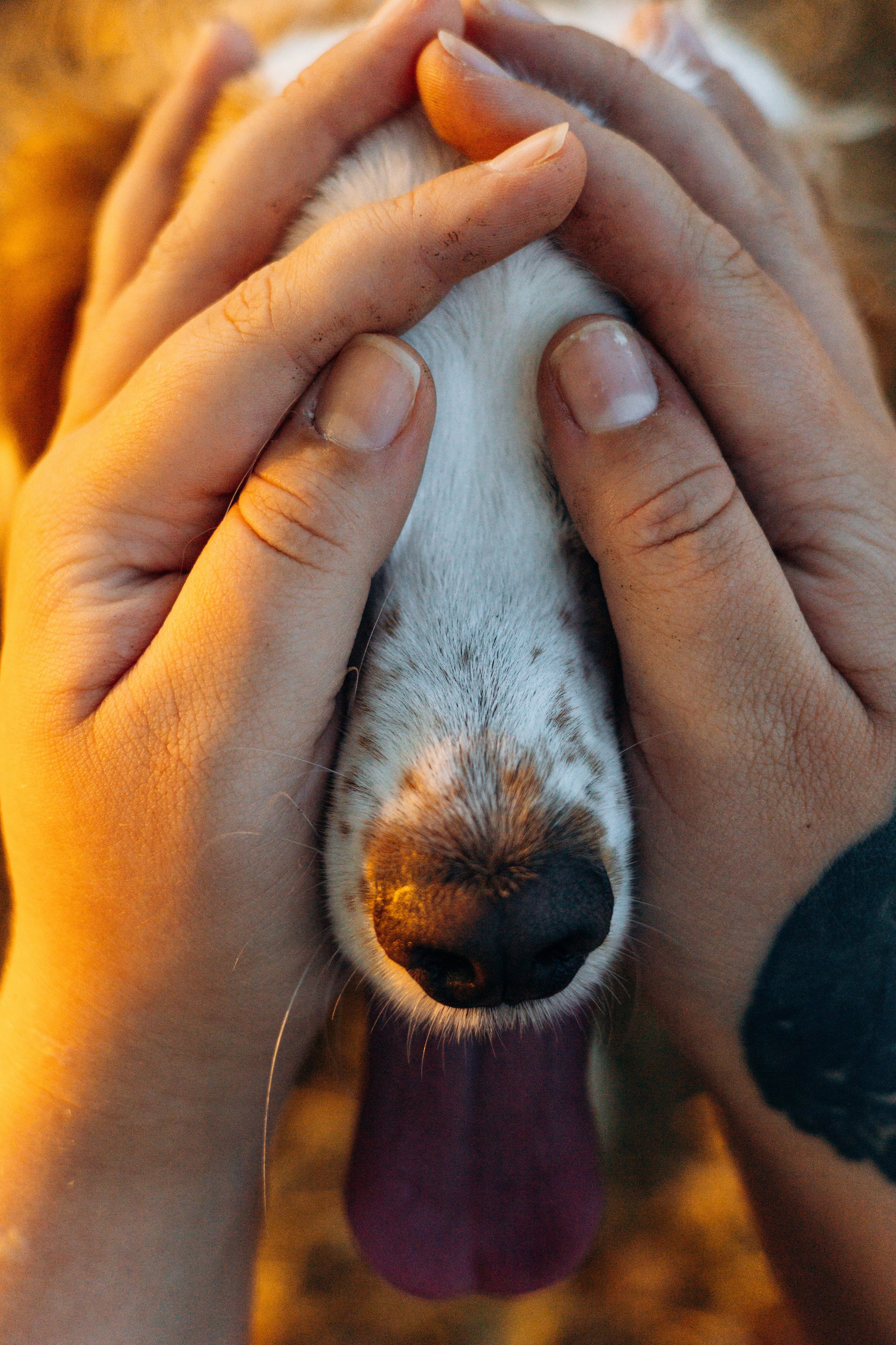 Софья и Арья. Фотограф-анималист | Белград
