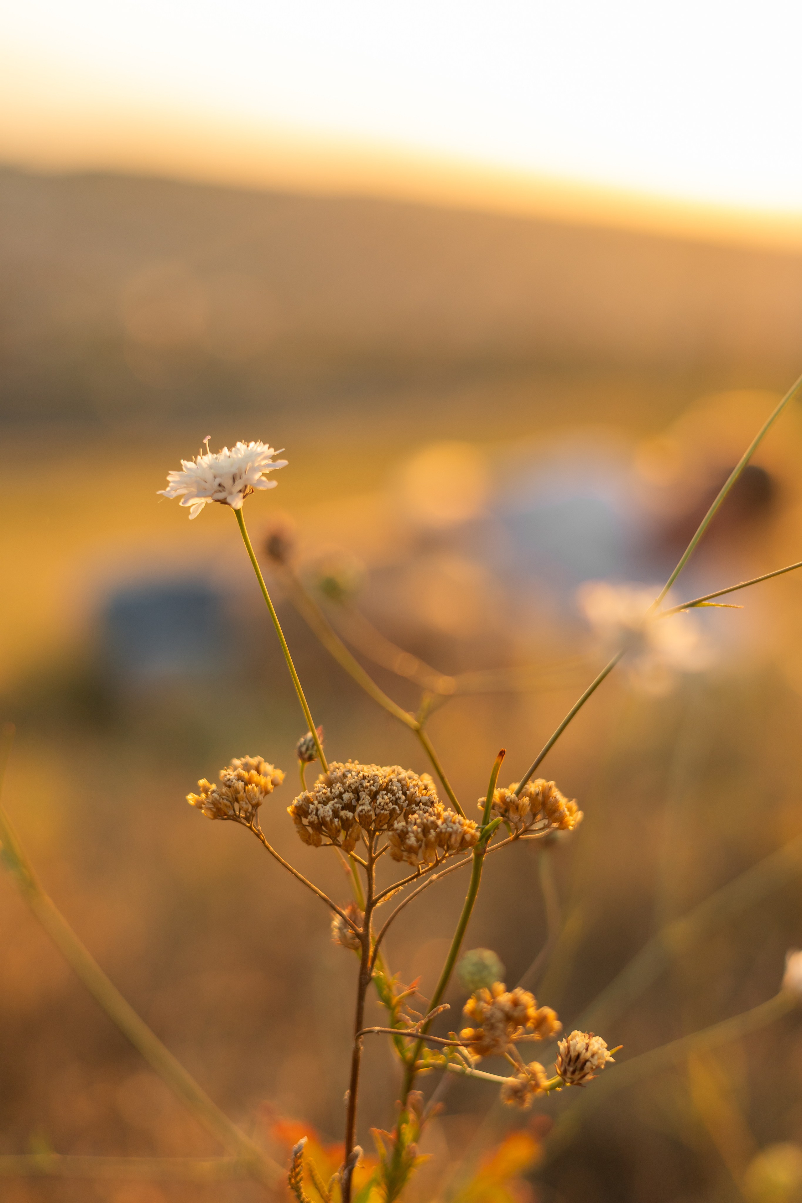 Антон и Плюша. Фотограф-анималист | Белград