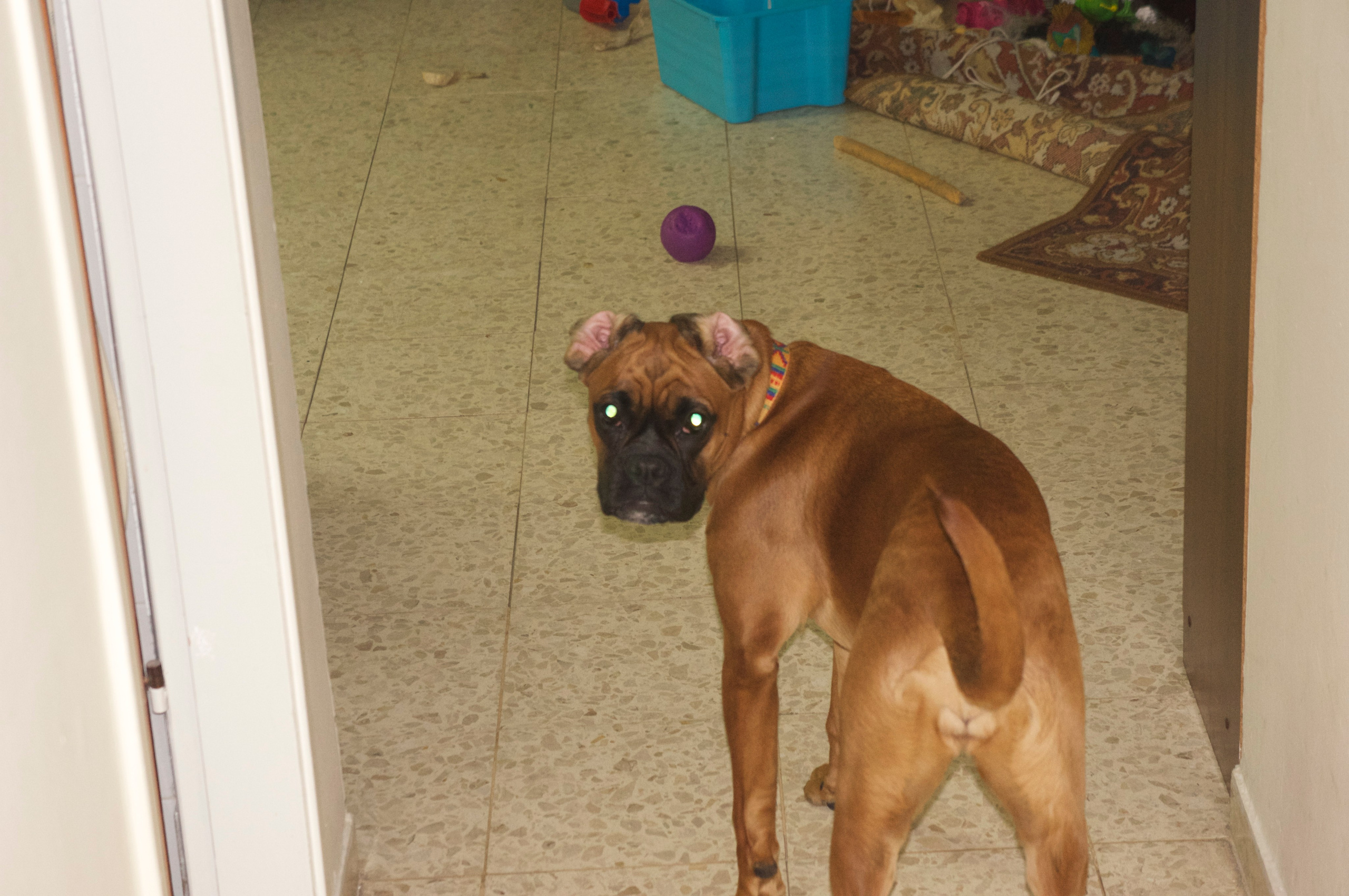 My ״Star״ Boxer Dog