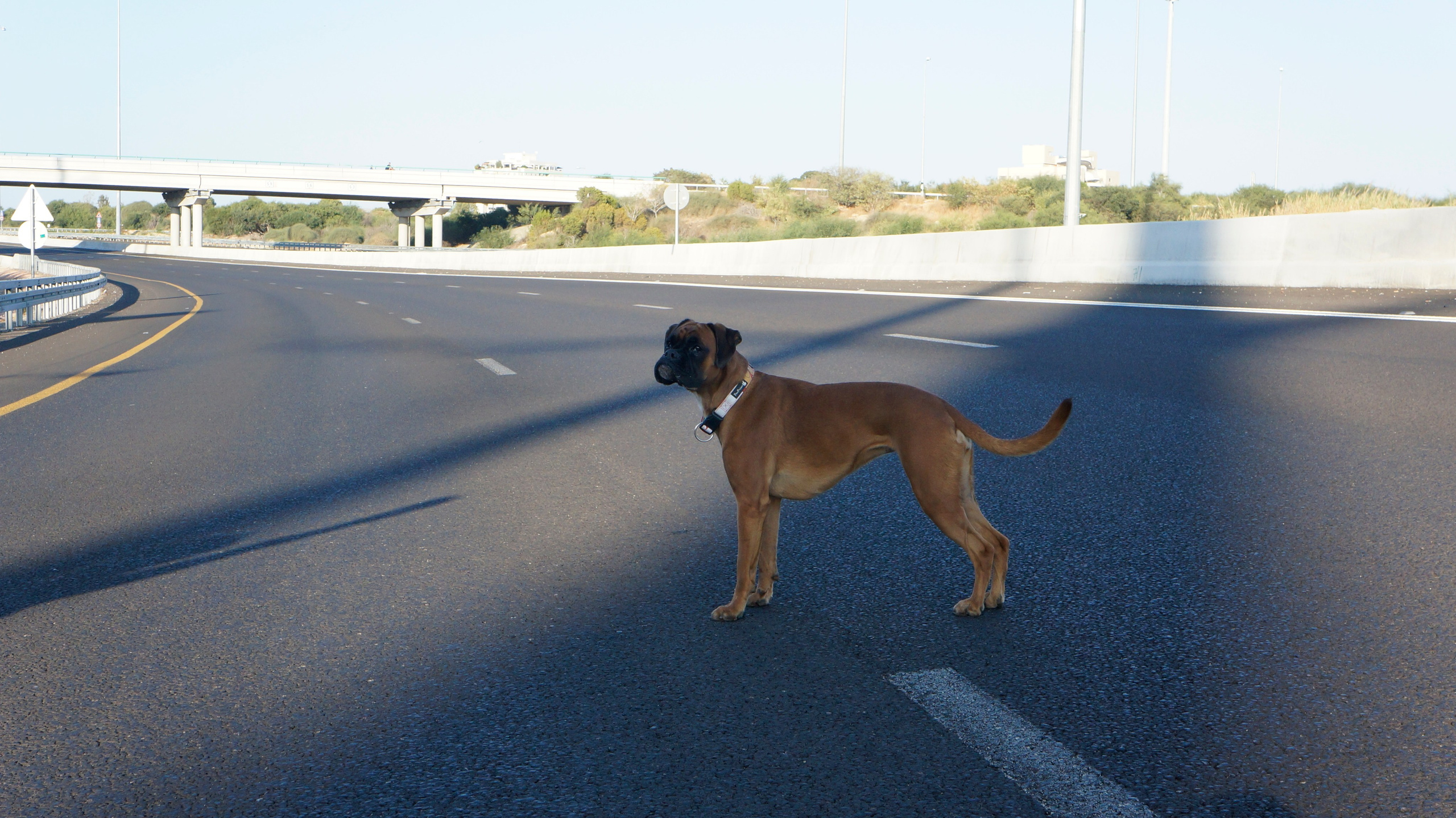 My ״Star״ Boxer Dog