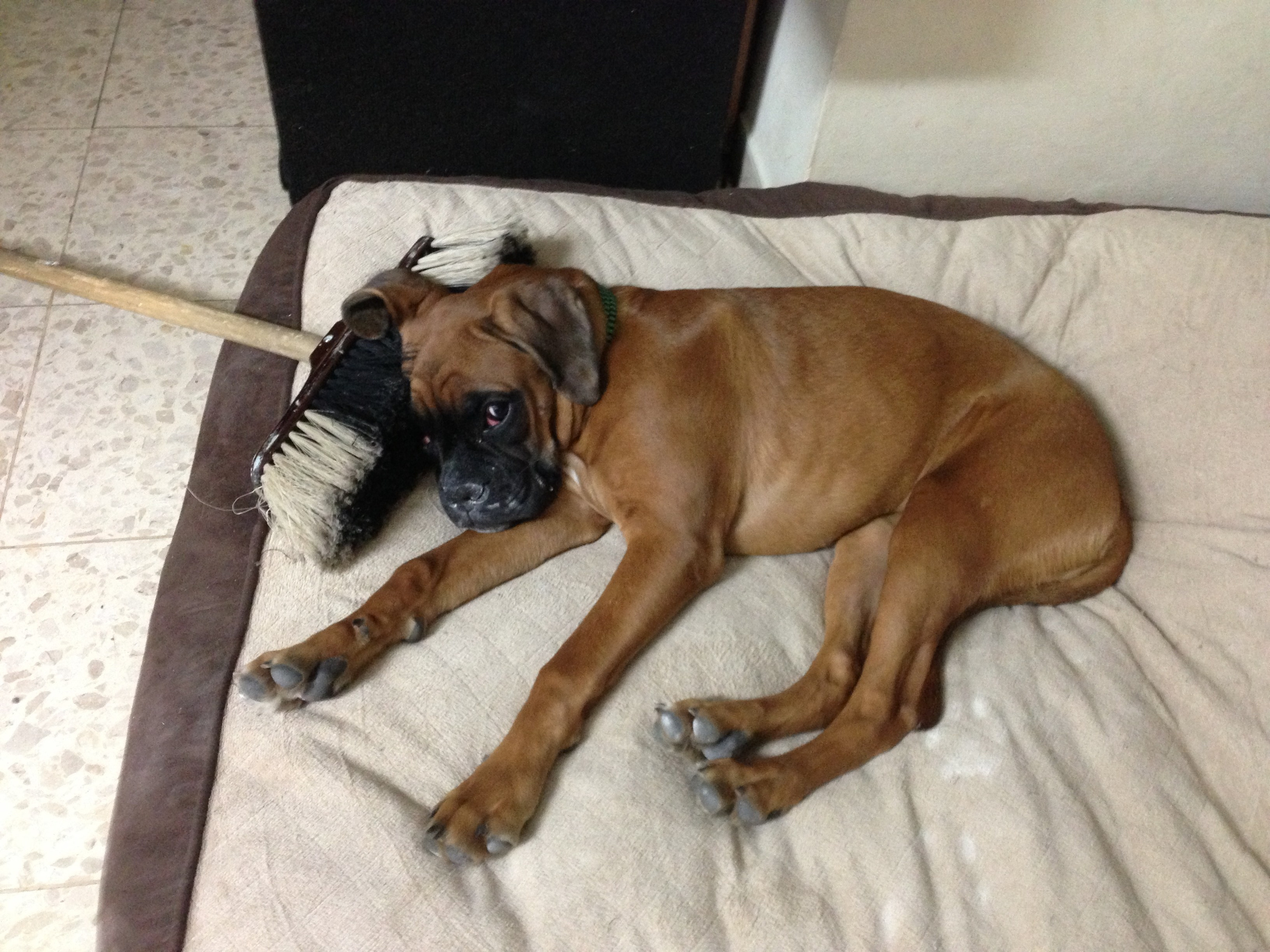 My ״Star״ Boxer Dog