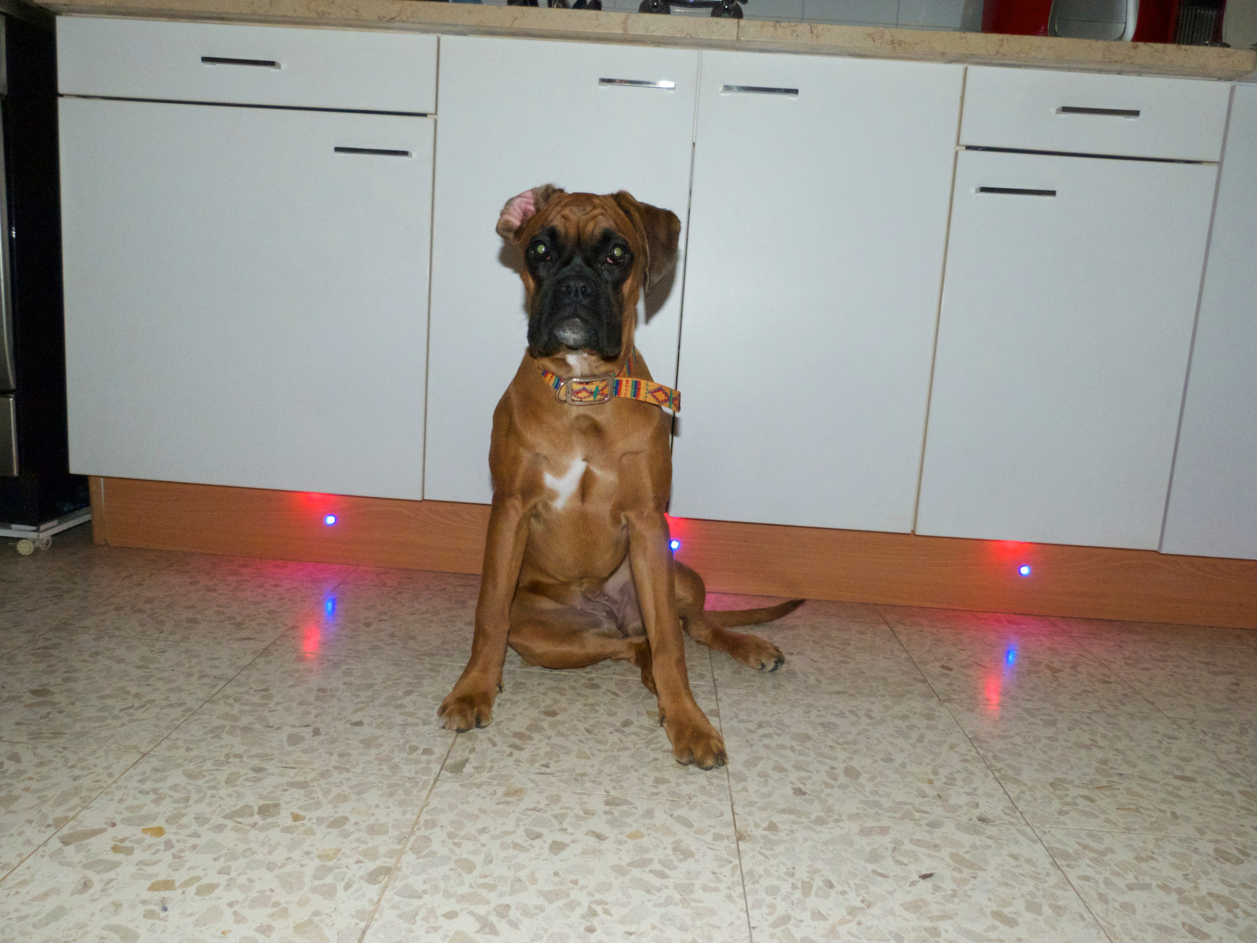 My ״Star״ Boxer Dog