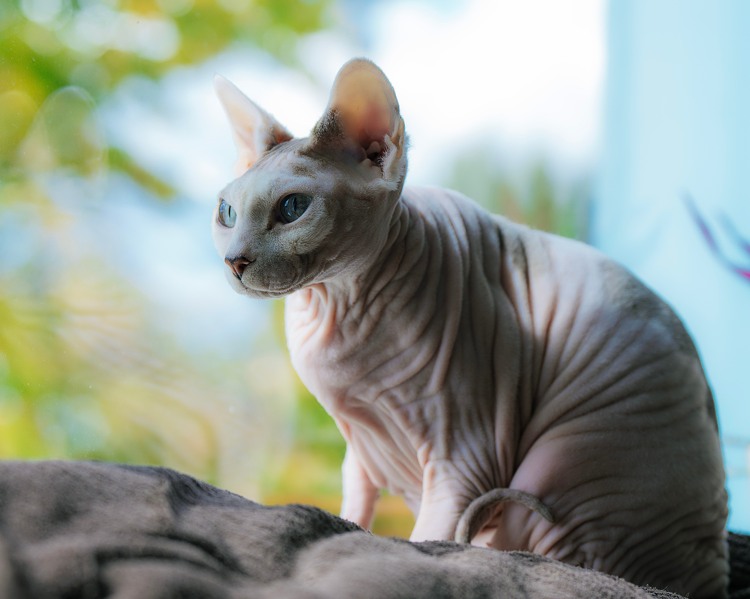 Katzen. LUKIN IGOR Photography