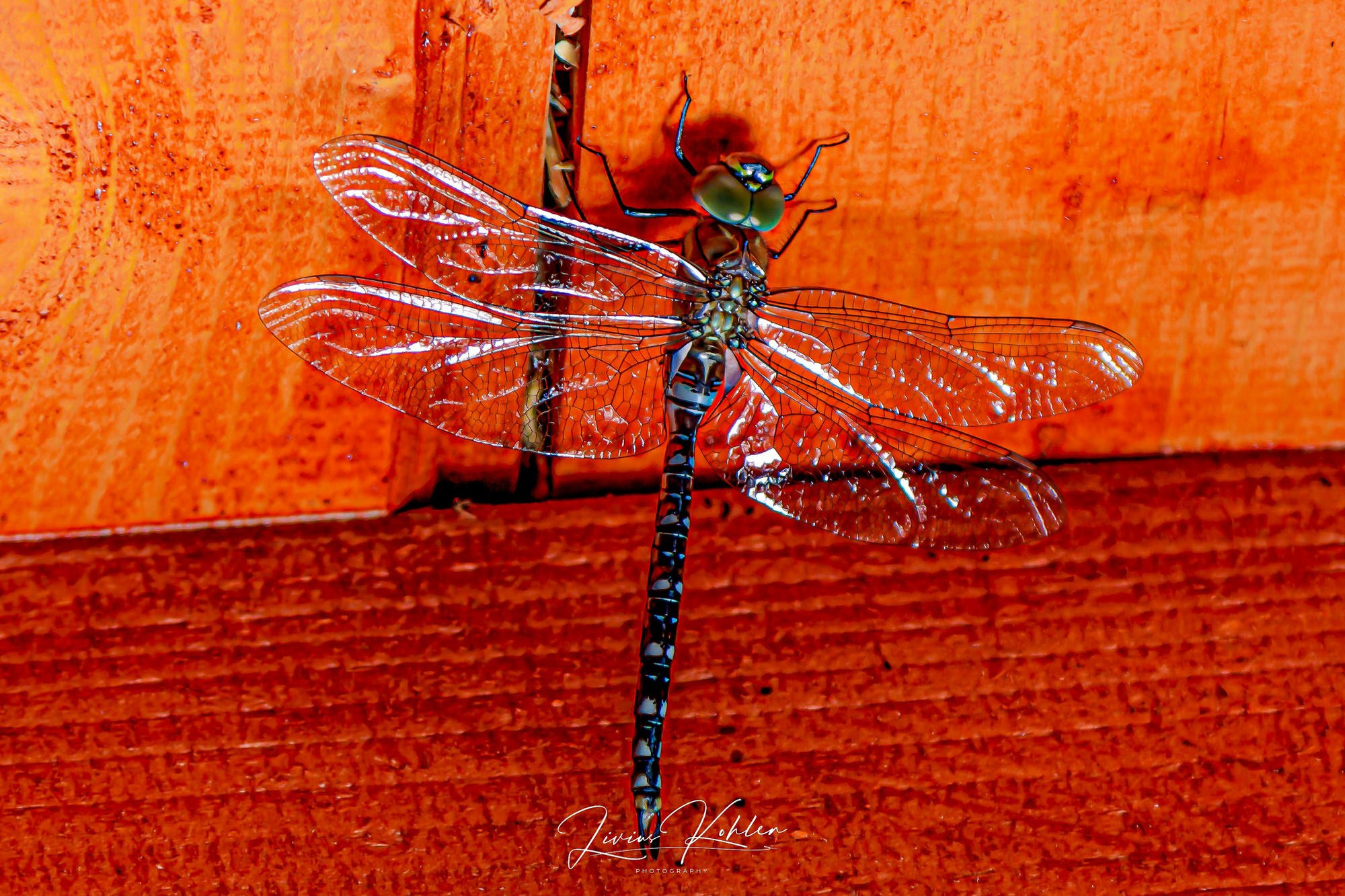 Hobby Bilder. FOTO KREATIV