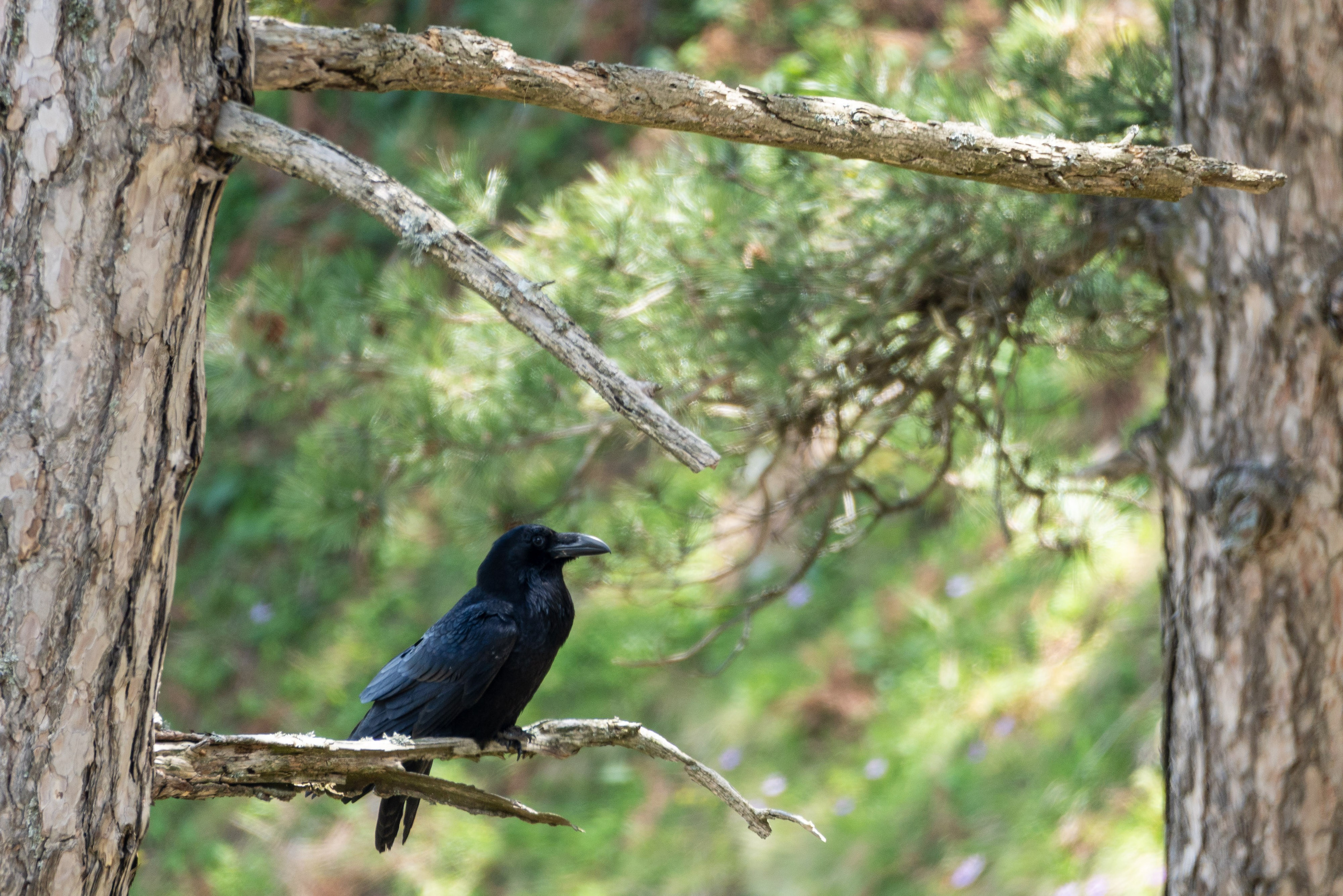 Thasos 2025. Fotografiideplacere.net