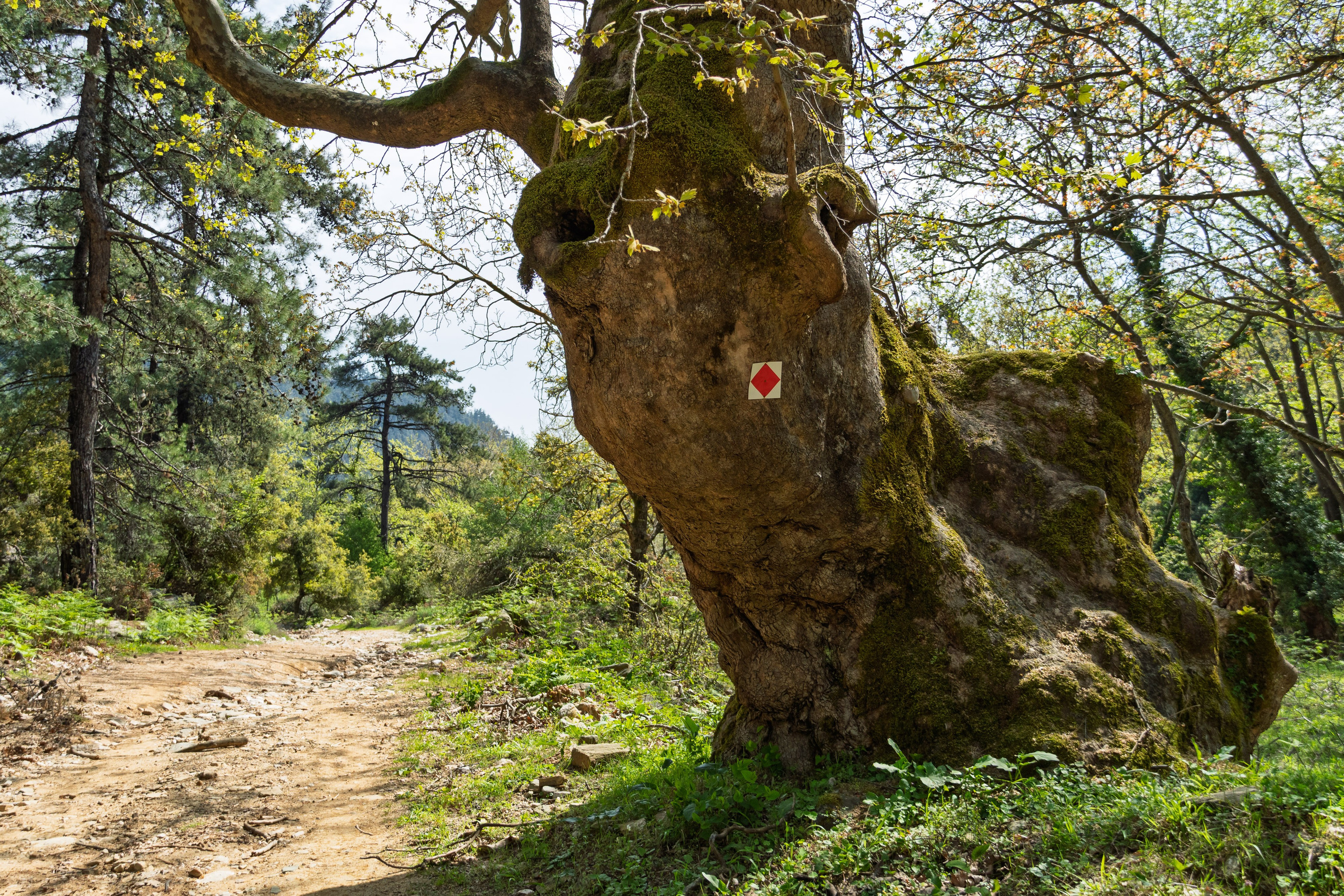 Thasos 2025. Fotografiideplacere.net