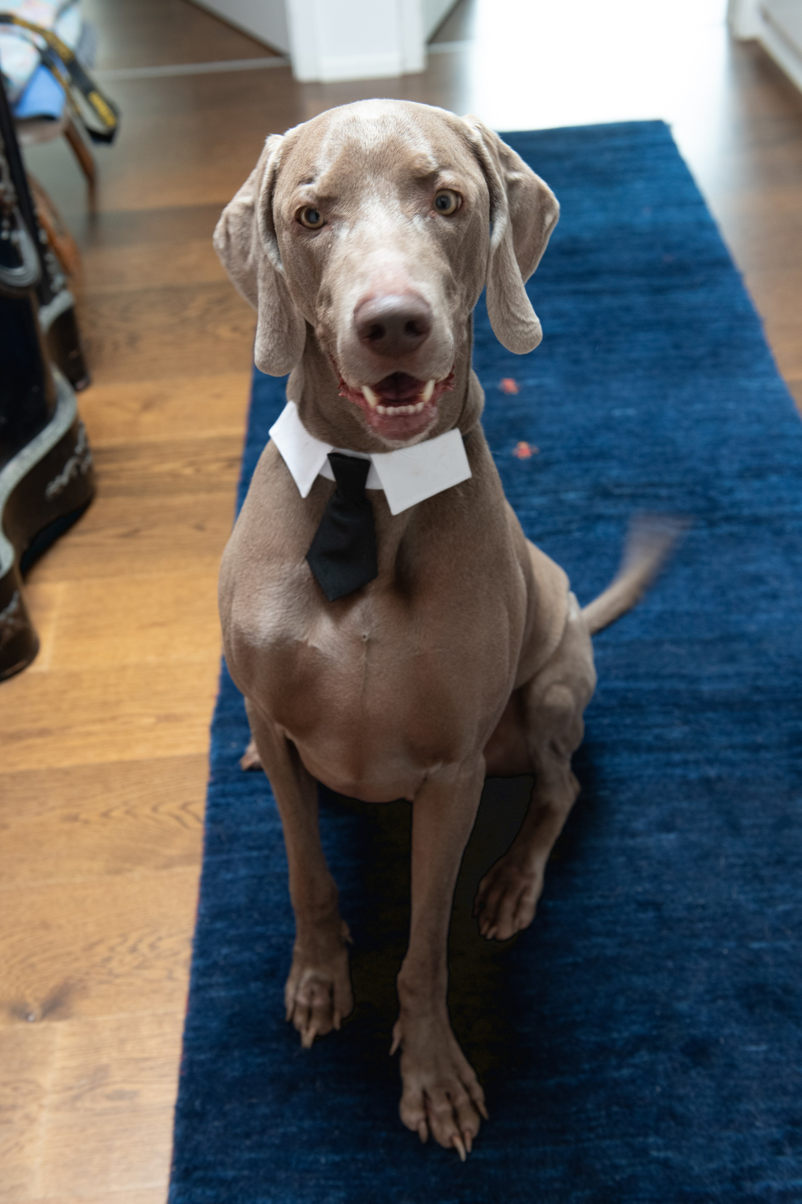 KAIANE & BENJAMIN Meilen, Switzerland. I am Elena Altendorfer. Wedding photographer in Zurich and Switzerland