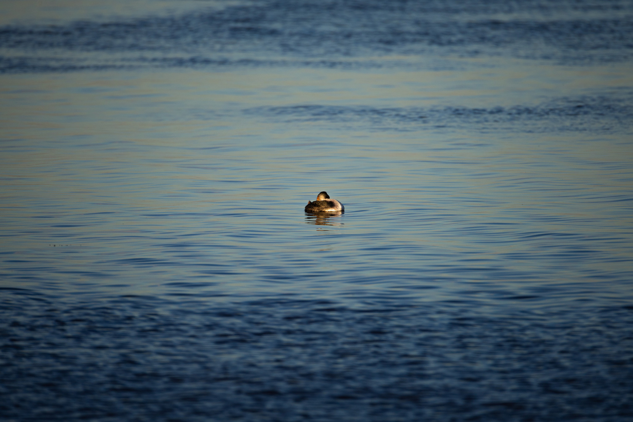 WildLife. Фотограф в Буэнос-Айресе
