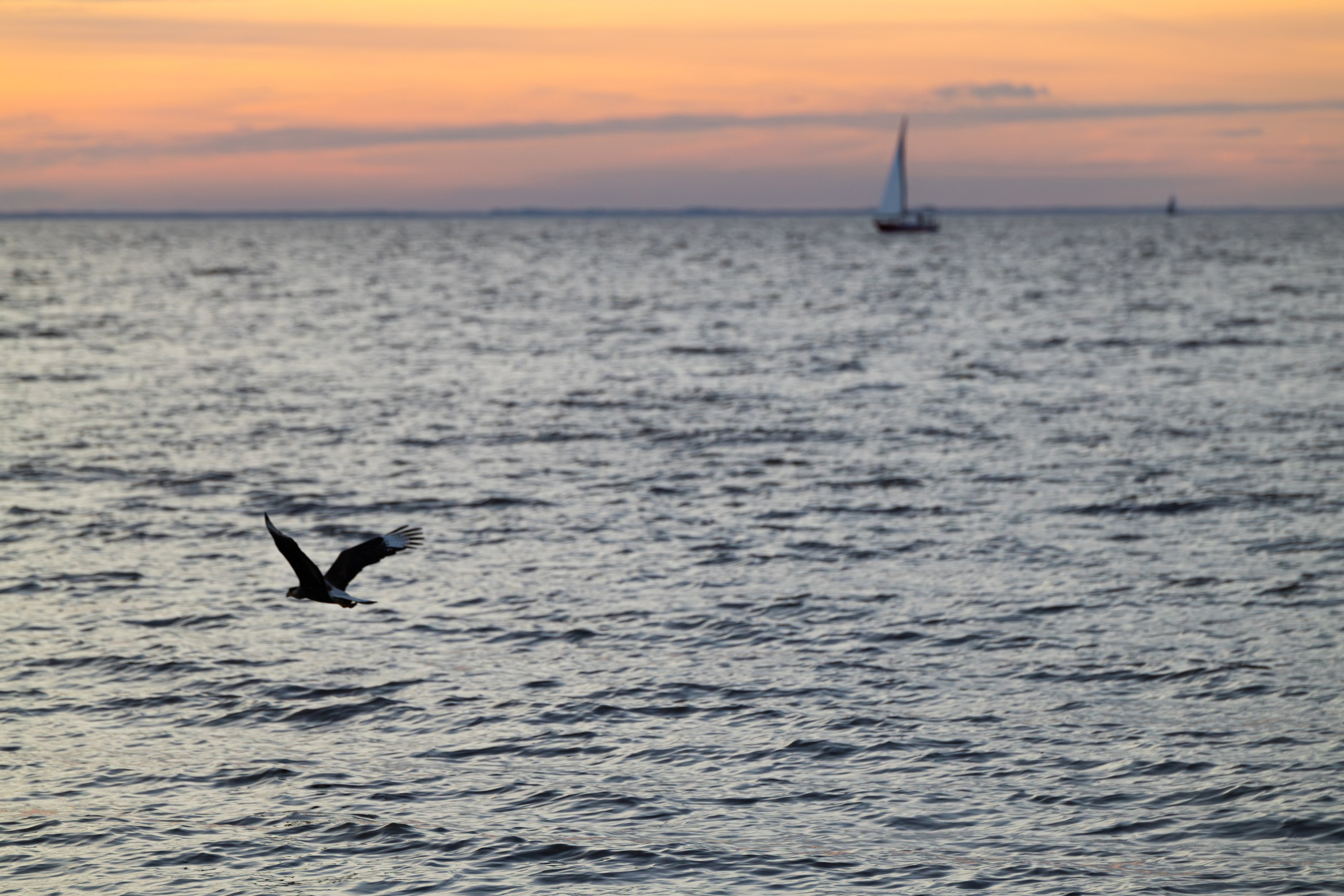 WildLife. Фотограф в Буэнос-Айресе