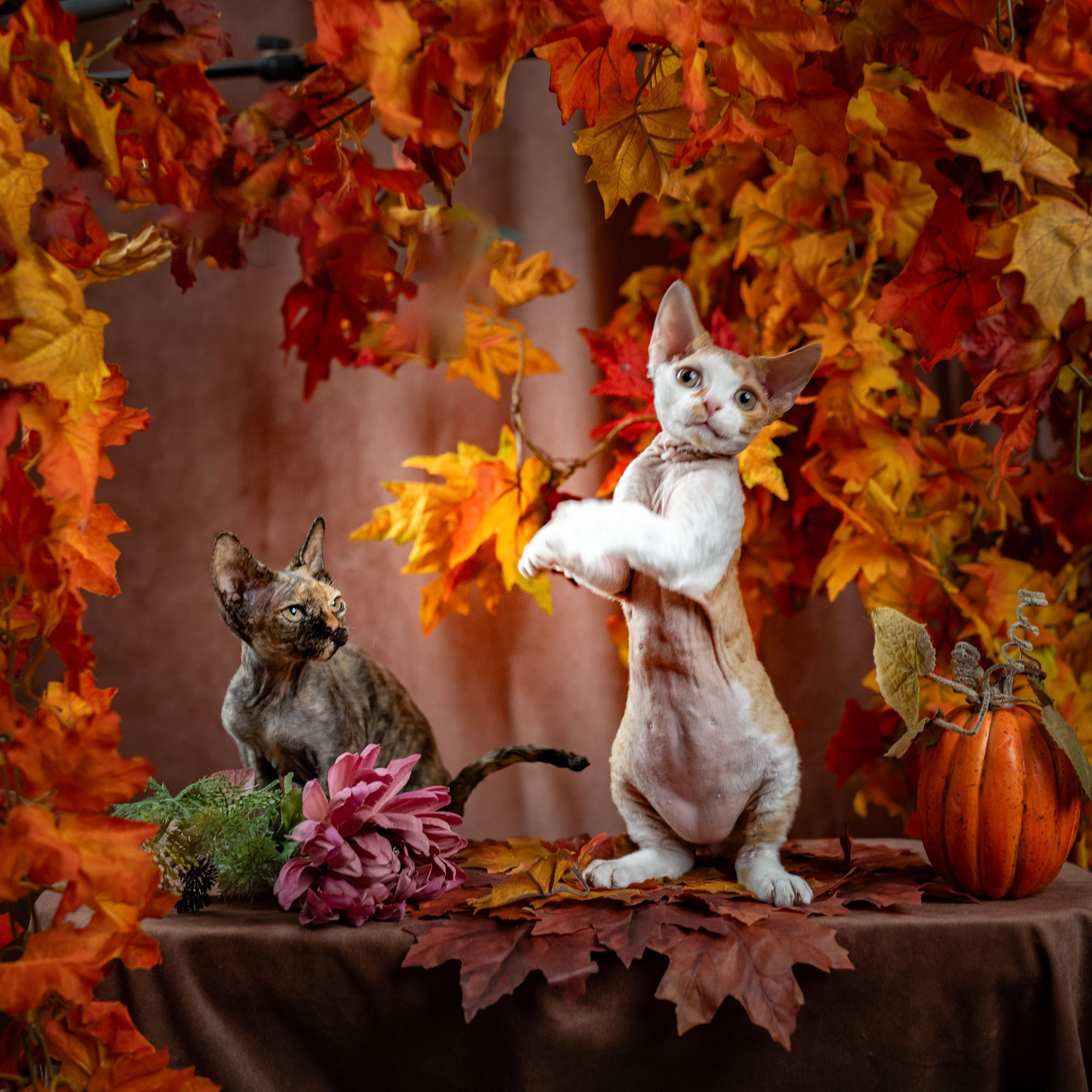 Devon rex kittens in beautiful autumn leaves. Halloween