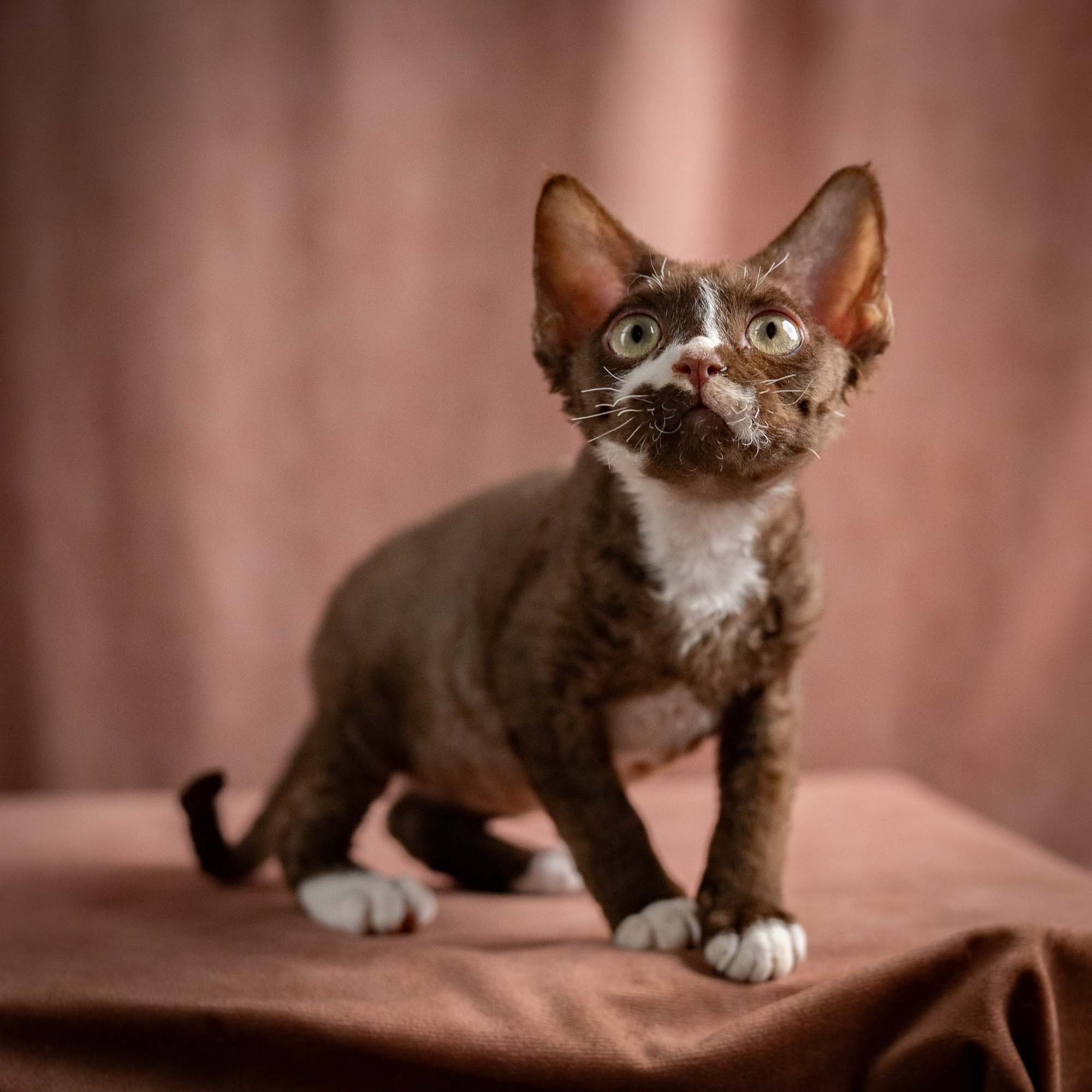 Preston, boy, born 02.11.26. Devon Rex Pixie Cattery