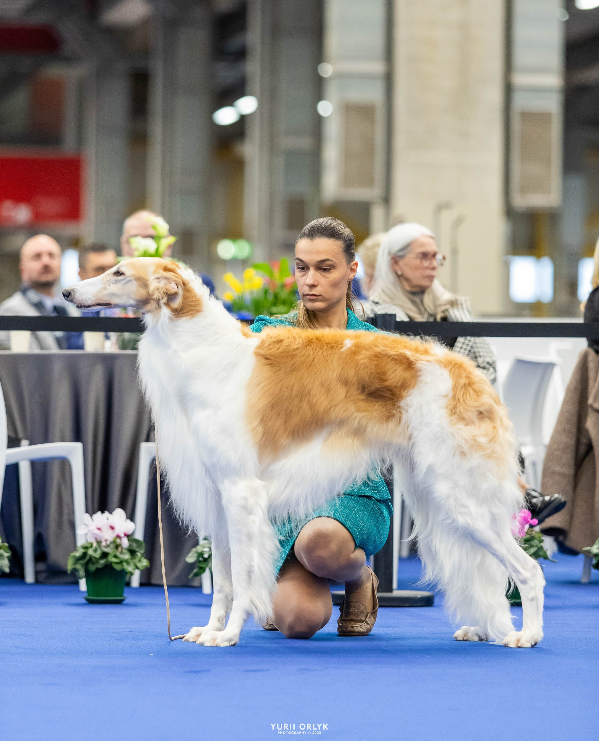 Dog Shows. Yurii Orlyk Photography