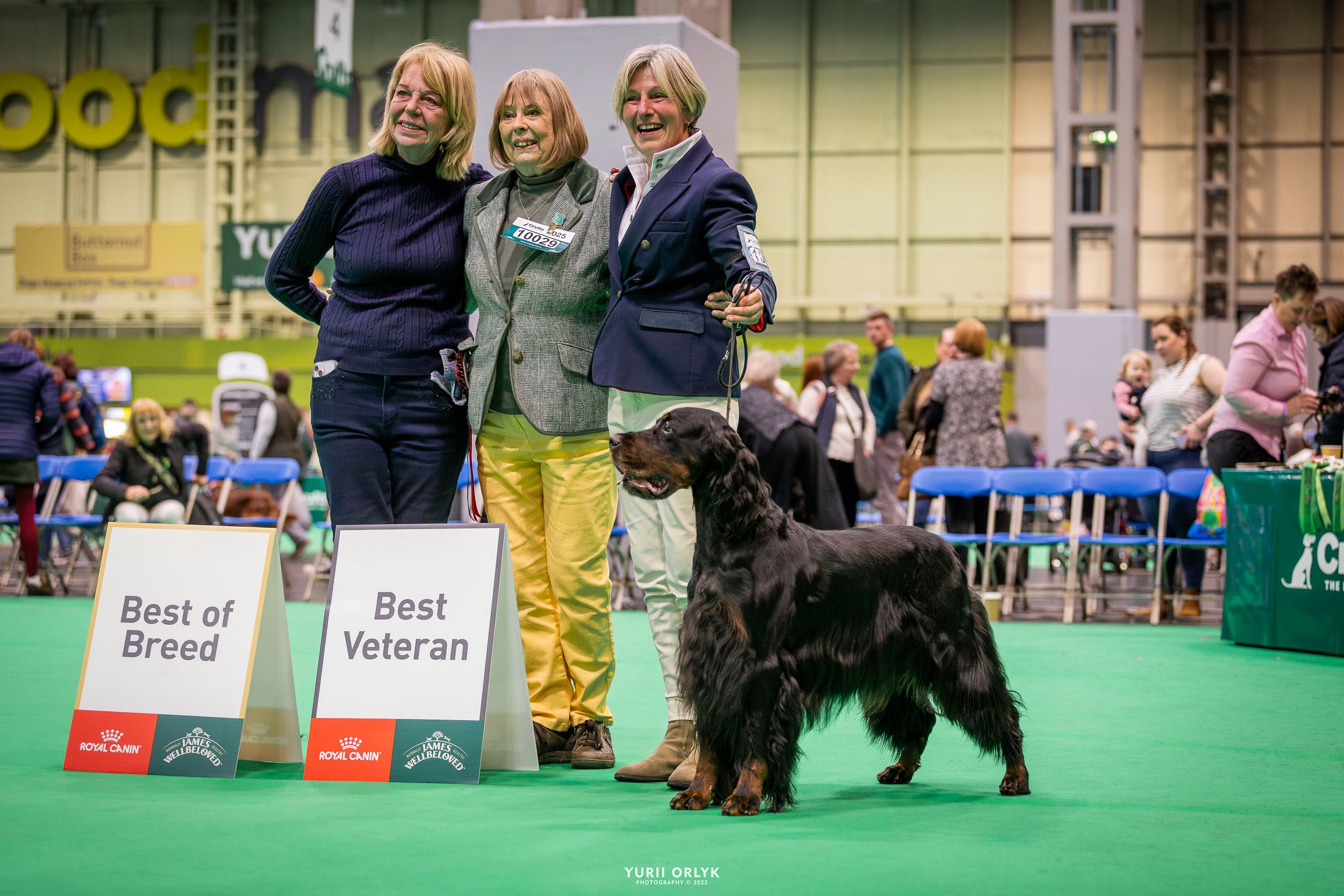 Dog Shows. Yurii Orlyk Photography