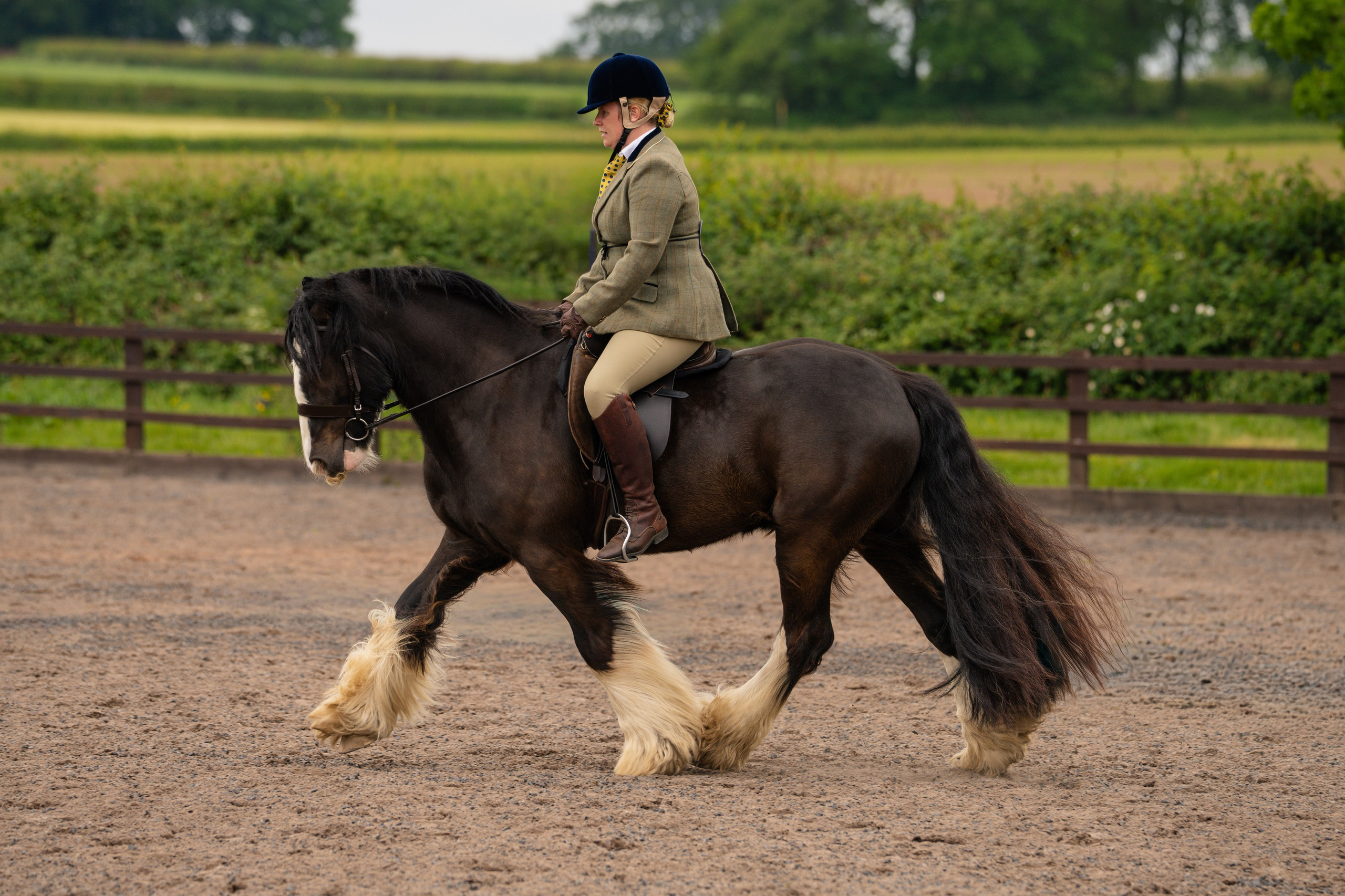 Showing. Leicestershire Equine Photography by El | Authentic Equine Portraits & Events