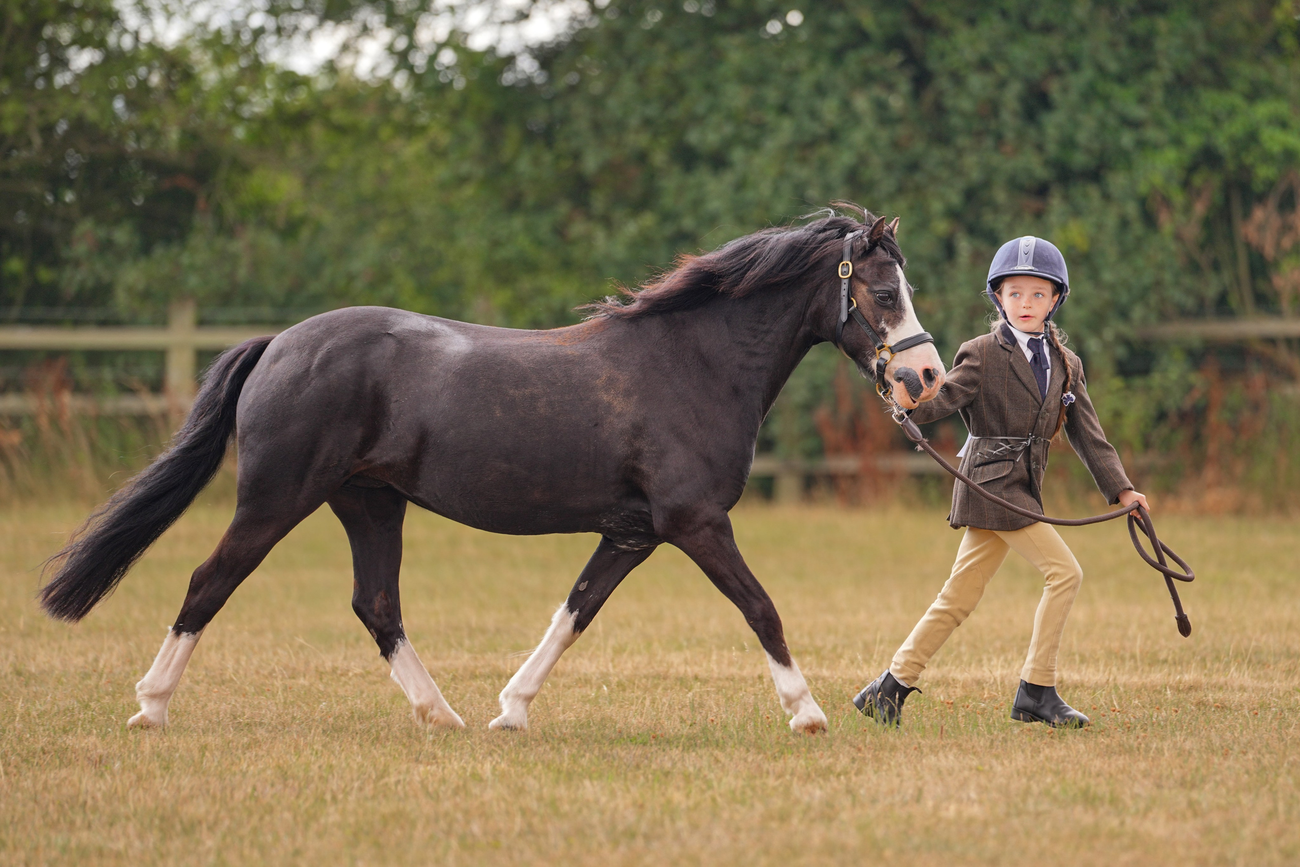 Showing. Leicestershire Equine Photography by El | Authentic Equine Portraits & Events