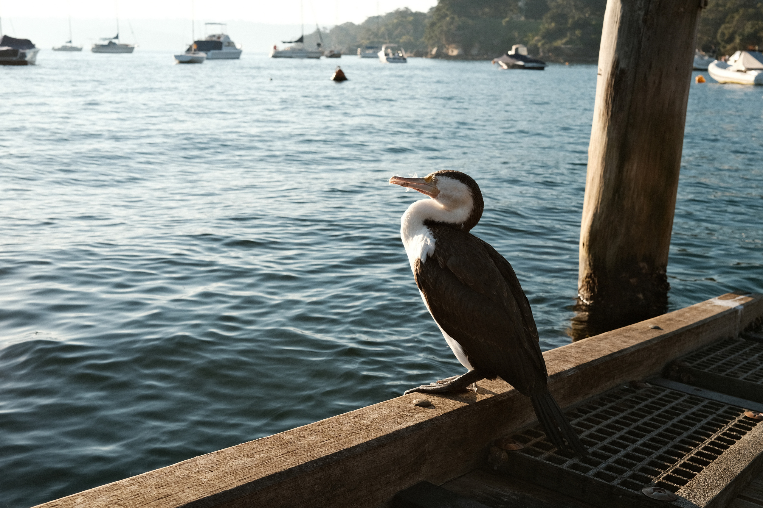 Shark bay. Faya Photo: Boudoir Photography by Australia’s Top Female Photographer