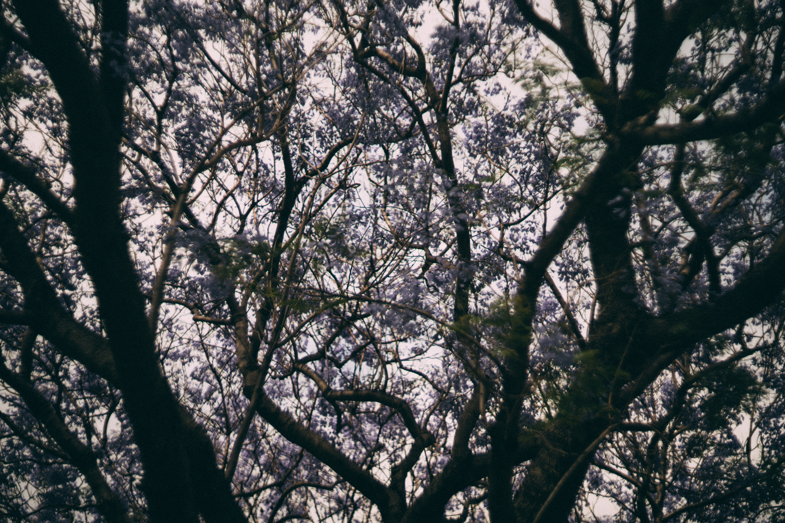 CBD Helios. Faya Photo: Boudoir Photography by Australia’s Top Female Photographer