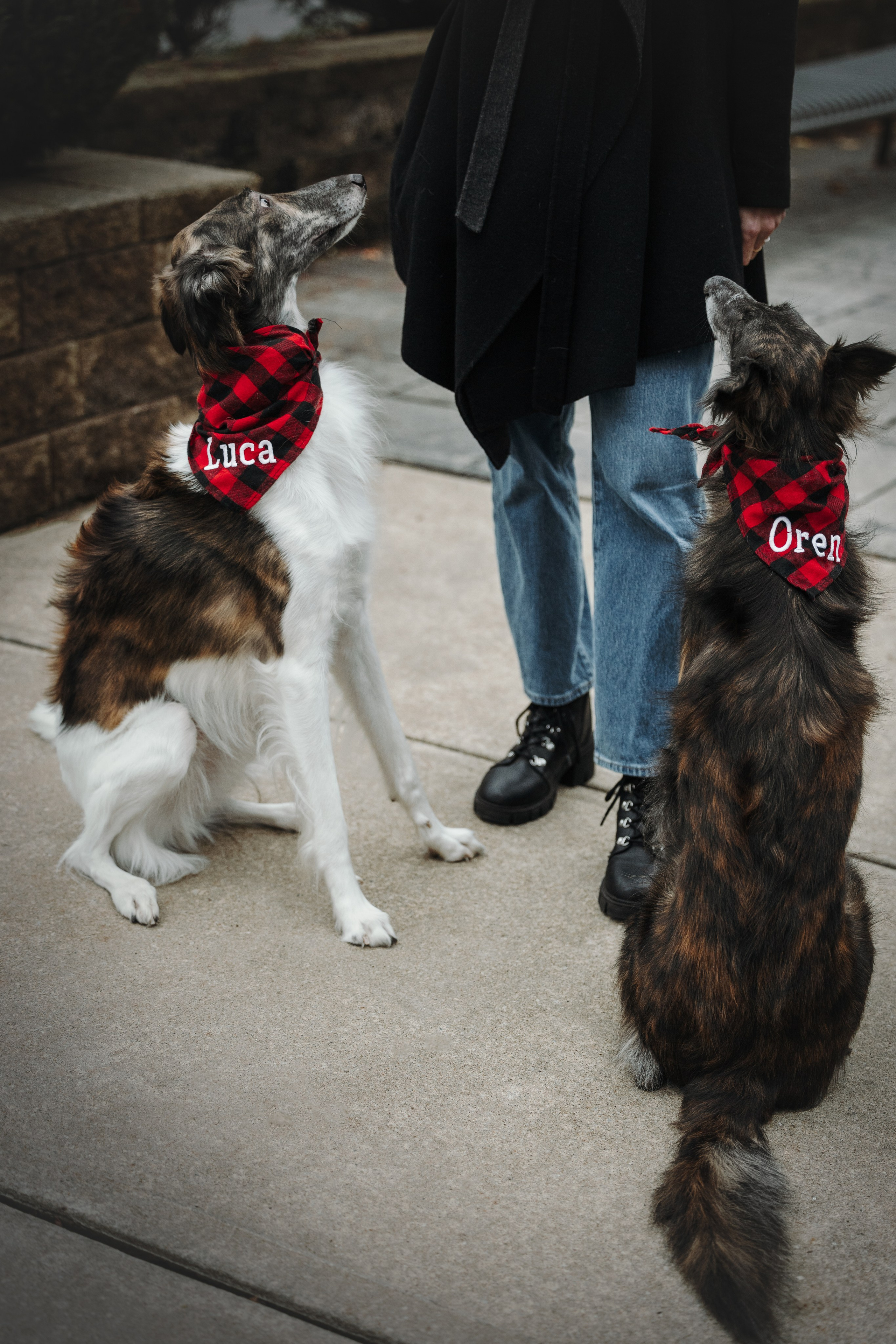 Luca, Oren & Mia. Pet Photographer Viktoriya Aleshenko