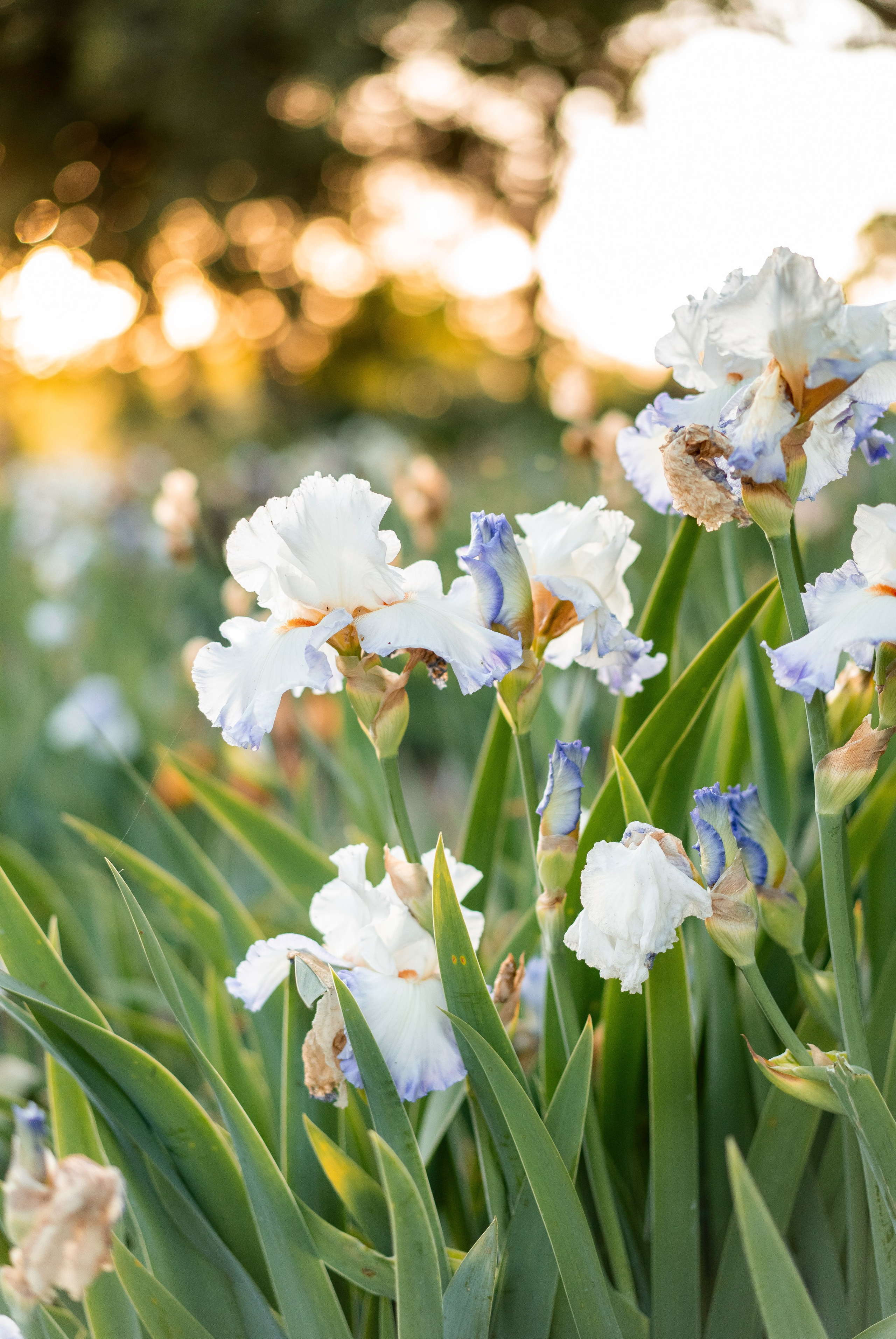 Ruslan, Sofiya & Naomi. Family photographer in Sacramento | Sofia Pavenko