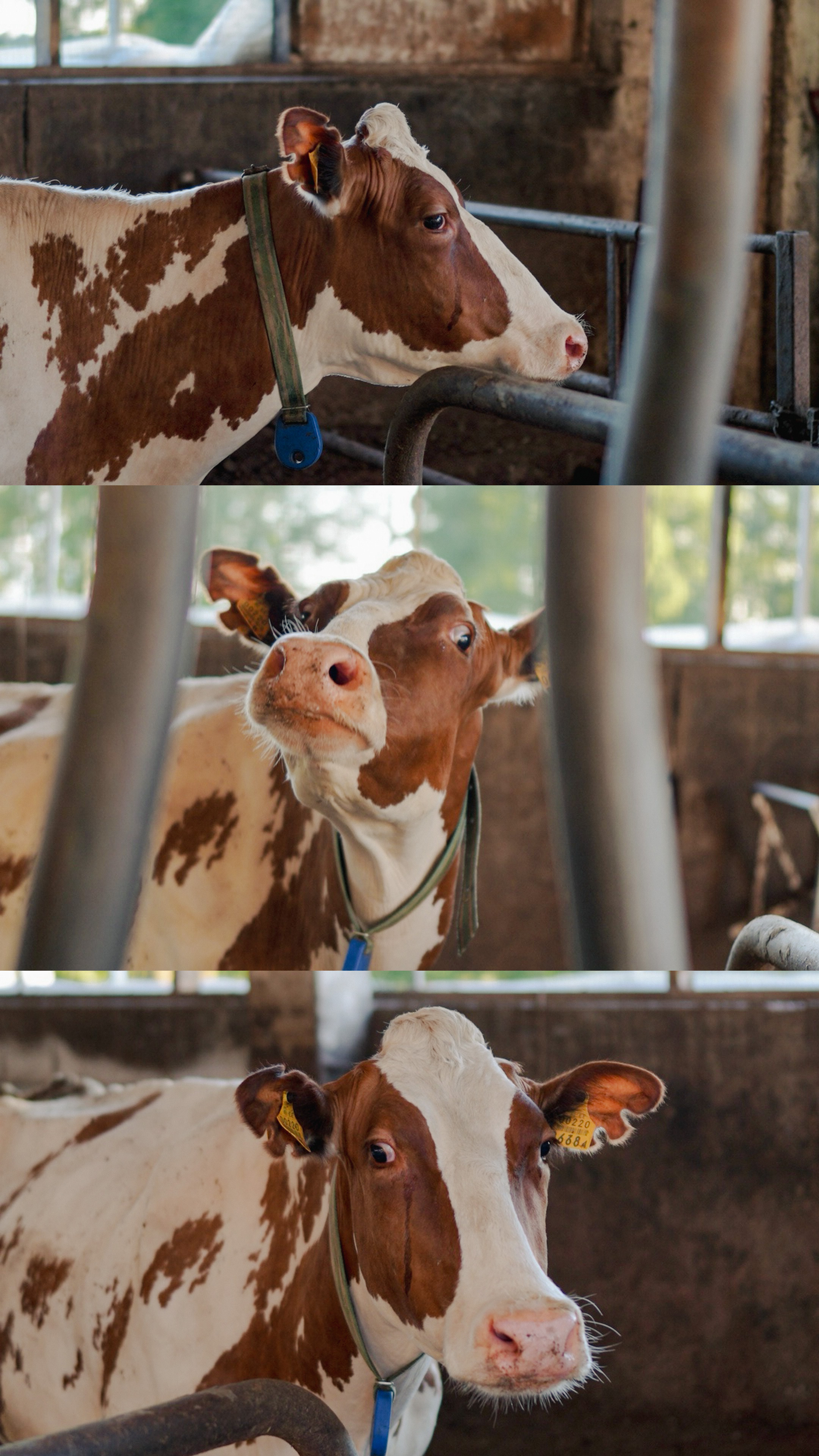 Животные. Uvarovsphoto