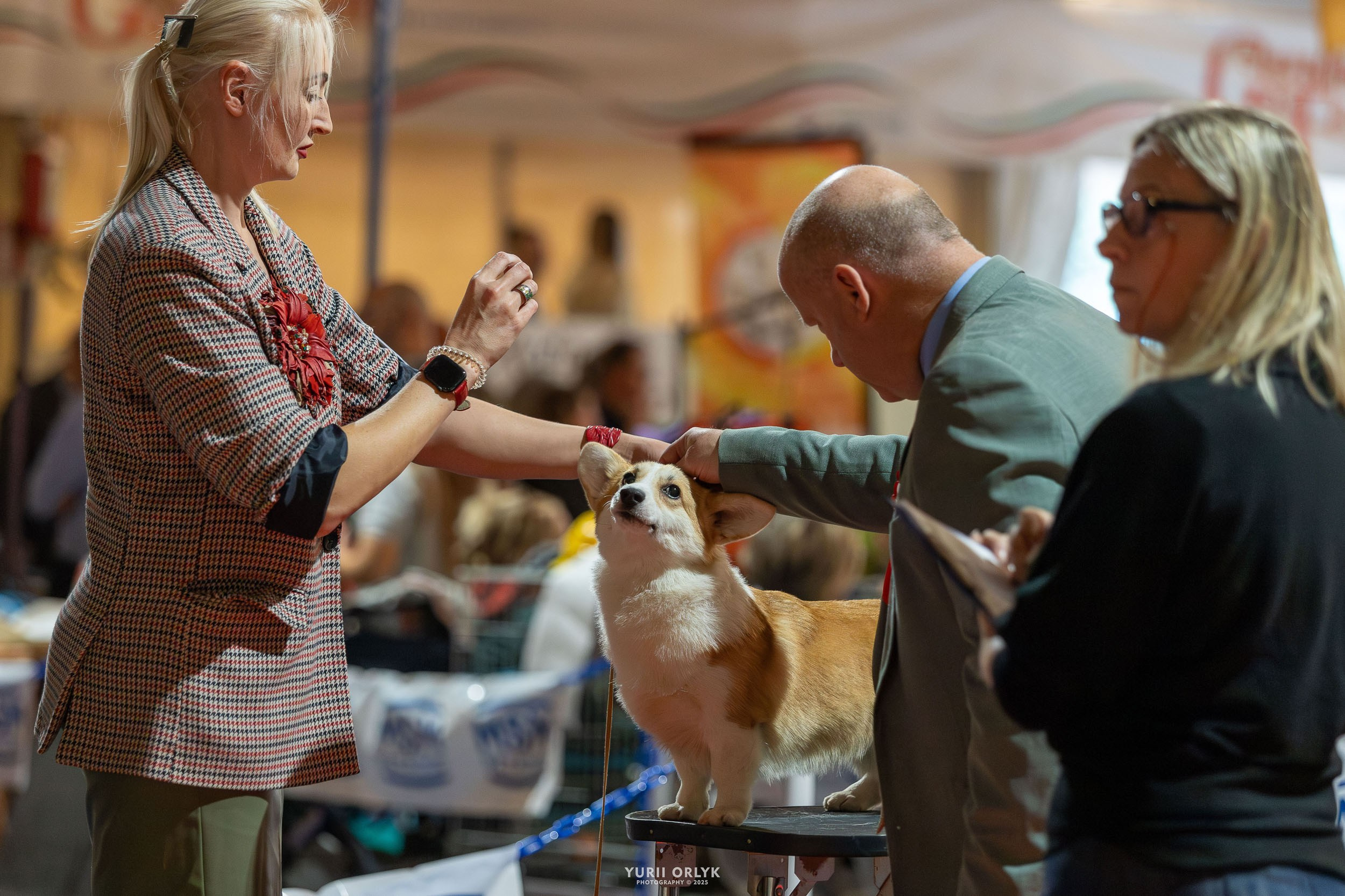 Dog Shows. Yurii Orlyk Photography