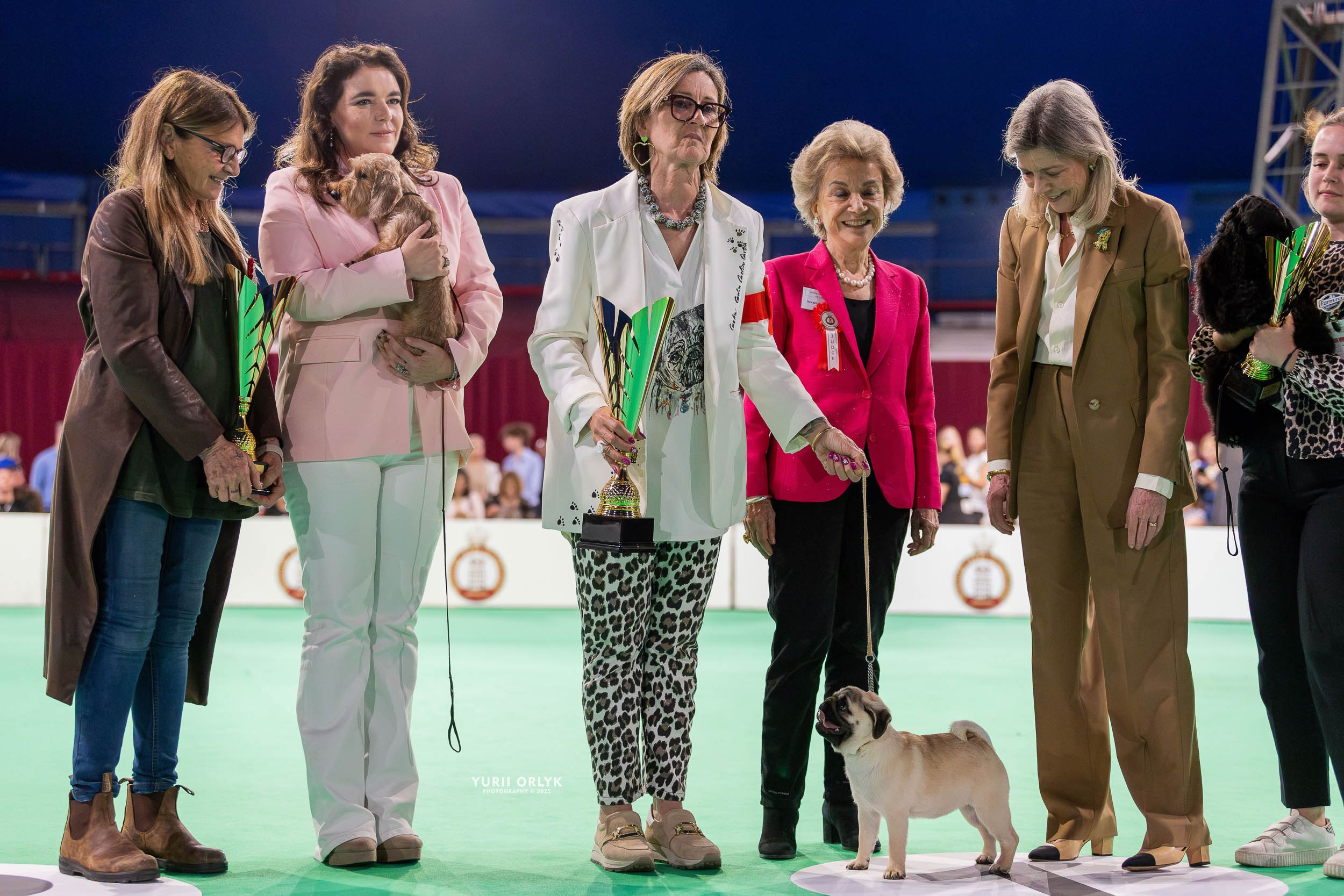 Dog Shows. Yurii Orlyk Photography