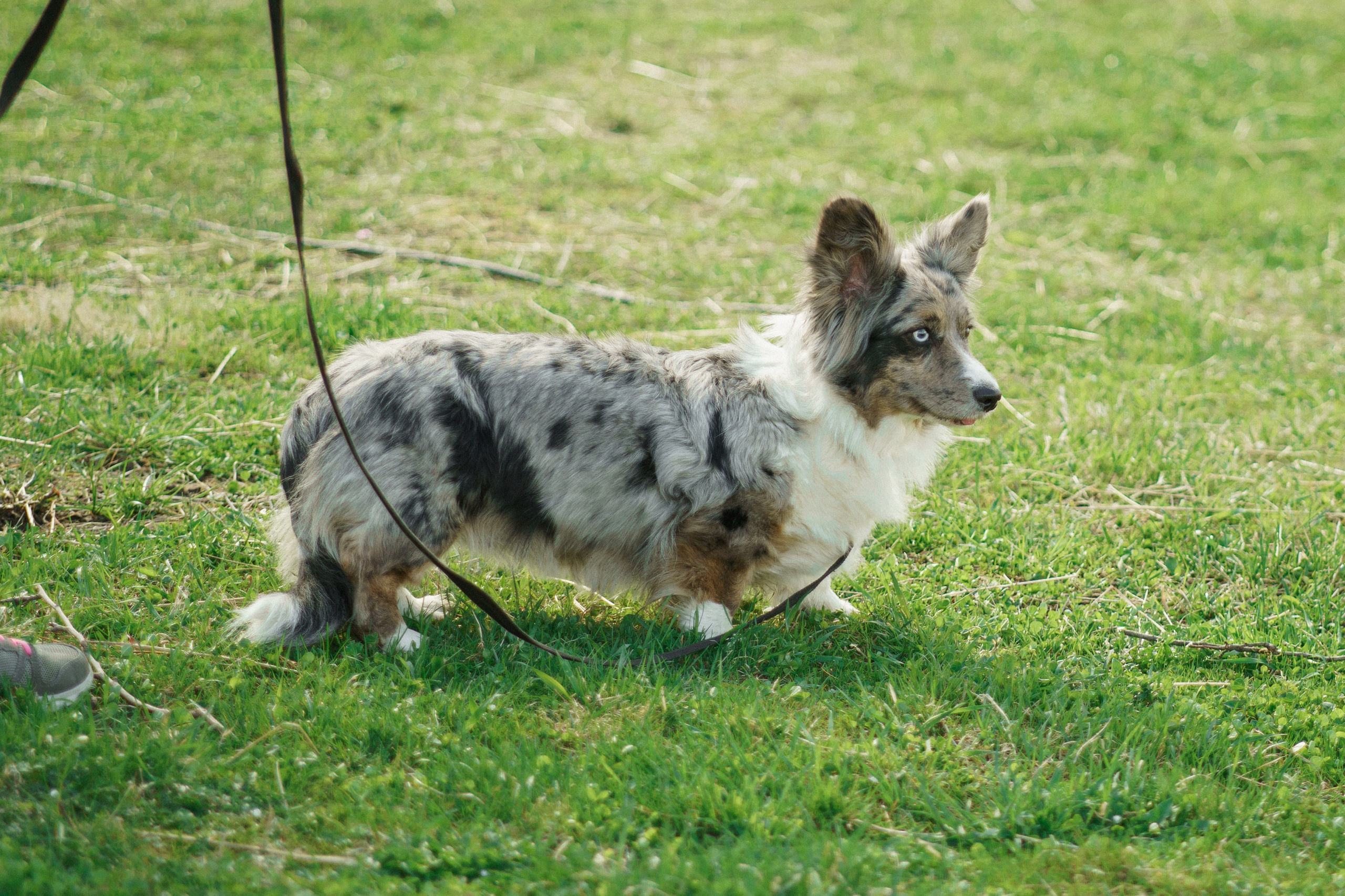 Herding Days, 26 apr. 2025. Kat Laisaar — Pet photographer in Tallinn